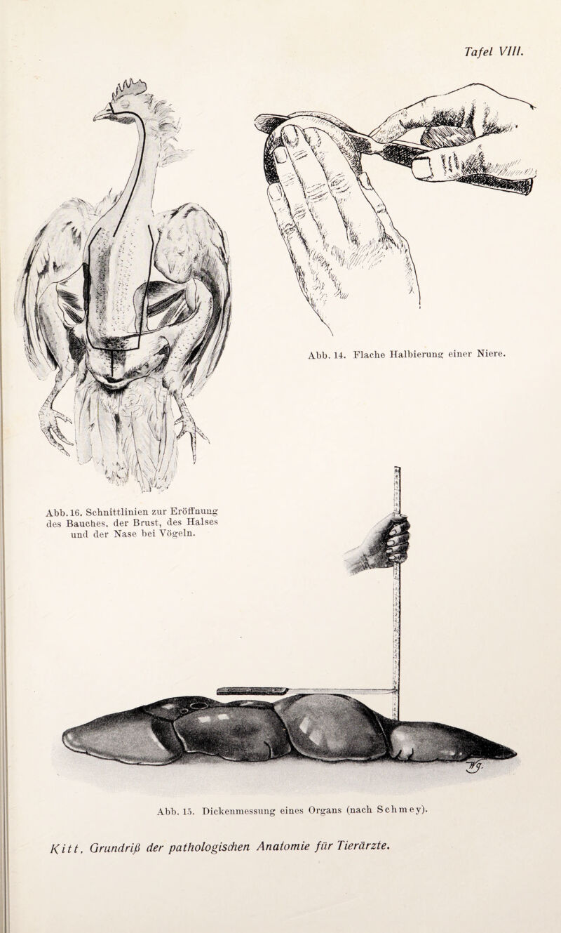 Abb. 15. Dickenmessung eines Organs (nach Schmey).