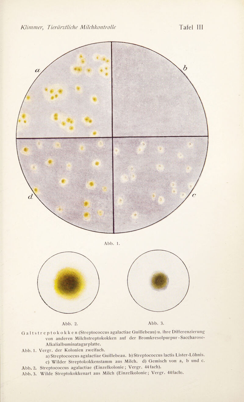 Abb. 1. Abb. 2. Abb. 3. Oaltstreptokokken (Streptococcus agalactiae Ouillebeau) u. ihre Differenzierung von anderen Milchstreptokokken auf der Bromkresolpurpur-Saccharose- Alkalialbuminatagarplatte. Abb. 1. Vergr. der Kolonien zweifach. a) Streptococcus agalactiae Ouillebeau. b) Streptococcus lactis Lister-Löhnis. c) Wilder Streptokokkenstamm aus Milch, d) Gemisch von a, b und c. Abb. 2. Streptococcus agalactiae (Einzelkolonie; Vergr. 44 fach). Abb. 3. Wilde Streptokokkenart aus Milch (Einzelkolonie; Vergr. 44fach).