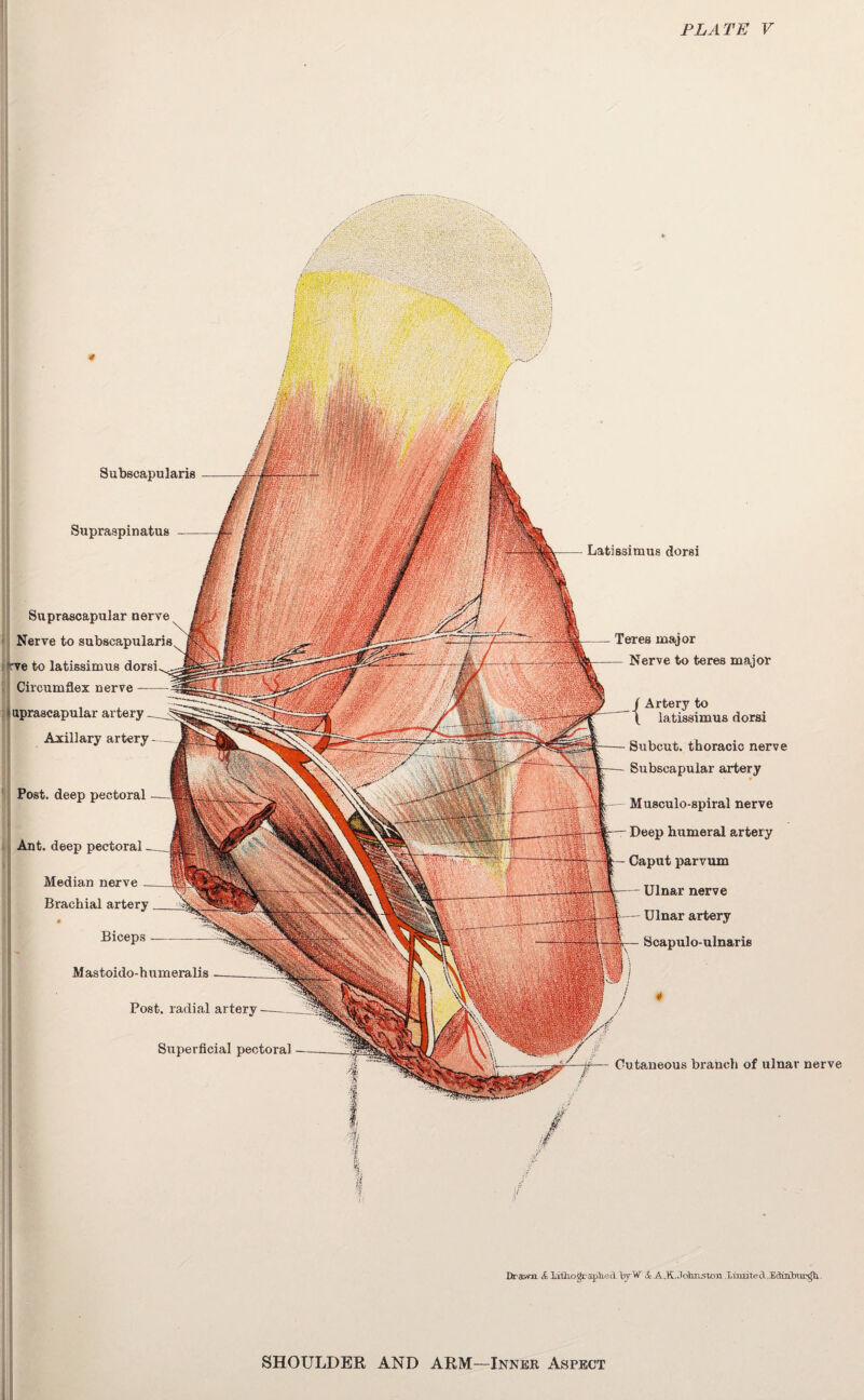 Subscapularis Supraspinatus Suprascapular nerve Nerve to su ve to latissimus Circumflex nerve upraacapular artery Axillary artery Post, deep pectoral Ant. deep pectoral Median nerve Brachial artery Biceps- Mastoido-humeralis Post, radial artery Superficial pectoral Latissimus dorsi TereB major Nerve to teres major / Artery to \ latissimus dorsi Subcut. thoracic nerve Subscapular artery Musculo-spiral nerve Deep humeral artery Caput parvum Ulnar nerve Ulnar artery Scapulo-ulnaris Cutaneous branch of ulnar nerve Drawn & lith.ograj*h.ei byW A,K.Johnston.Limited,Edinburgh.