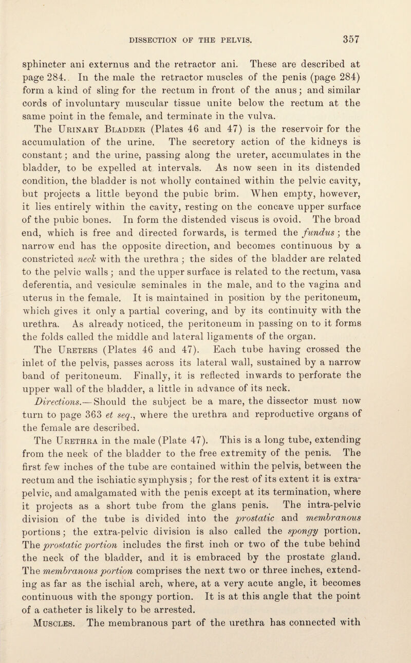 sphincter ani externus and the retractor ani. These are described at page 284. In the male the retractor muscles of the penis (page 284) form a kind of sling for the rectum in front of the anus; and similar cords of involuntary muscular tissue unite below the rectum at the same point in the female, and terminate in the vulva. The Urinary Bladder (Plates 46 and 47) is the reservoir for the accumulation of the urine. The secretory action of the kidneys is constant; and the urine, passing along the ureter, accumulates in the bladder, to be expelled at intervals. As now seen in its distended condition, the bladder is not wholly contained within the pelvic cavity, but projects a little beyond the pubic brim. When empty, however, it lies entirely within the cavity, resting on the concave upper surface of the pubic bones. In form the distended viscus is ovoid. The broad end, which is free and directed forwards, is termed the fundus ; the narrow end has the opposite direction, and becomes continuous by a constricted neck with the urethra ; the sides of the bladder are related to the pelvic walls ; and the upper surface is related to the rectum, vasa deferentia, and vesiculae seminales in the male, and to the vagina and uterus in the female. It is maintained in position by the peritoneum, which gives it only a partial covering, and by its continuity with the urethra. As already noticed, the peritoneum in passing on to it forms the folds called the middle and lateral ligaments of the organ. The Ureters (Plates 46 and 47). Each tube having crossed the inlet of the pelvis, passes across its lateral wall, sustained by a narrow band of peritoneum. Finally, it is reflected inwards to perforate the upper wall of the bladder, a little in advance of its neck. Directions.— Should the subject be a mare, the dissector must now turn to page 363 et seq., where the urethra and reproductive organs of the female are described. The Urethra in the male (Plate 47). This is a long tube, extending from the neck of the bladder to the free extremity of the penis. The first few inches of the tube are contained within the pelvis, between the rectum and the ischiatic symphysis ; for the rest of its extent it is extra- pelvic, and amalgamated with the penis except at its termination, where it projects as a short tube from the glans penis. The intra-pelvic division of the tube is divided into the prostatic and membranous portions; the extra-pelvic division is also called the spongy portion. The prostatic portion includes the first inch or two of the tube behind the neck of the bladder, and it is embraced by the prostate gland. The membranous portion comprises the next two or three inches, extend¬ ing as far as the ischial arch, where, at a very acute angle, it becomes continuous with the spongy portion. It is at this angle that the point of a catheter is likely to be arrested. Muscles. The membranous part of the urethra has connected with