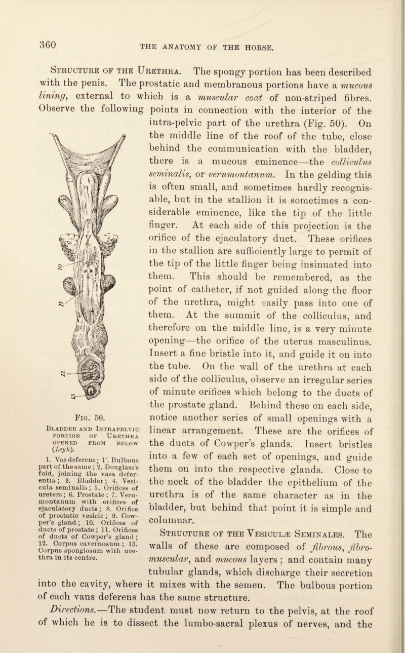 structure of the Urethra. The spongy portion has been described with the penis. The prostatic and membranous portions have a mucous lining, external to which is a muscular coat of non-striped fibres. Observe the following points in connection with the interior of the intra-pelvic part of the urethra (Fig. 50). On the middle line of the roof of the tube, close behind the communication with the bladder, there is a mucous eminence—the colliculus seminalis, or verumontanum. In the gelding this is often small, and sometimes hardly recognis¬ able, but in the stallion it is sometimes a con¬ siderable eminence, like the tip of the little finger. At each side of this projection is the orifice of the ejaculatory duct. These orifices in the stallion are sufficiently large to permit of the tip of the little finger being insinuated into them. This should be remembered, as the point of catheter, if not guided along the floor of the urethra, might easily pass into one of them. At the summit of the colliculus, and therefore on the middle line, is a very minute opening—the orifice of the uterus masculinus. Insert a fine bristle into it, and guide it on into the tube. On the wall of the urethra at each side of the colliculus, observe an irregular series of minute orifices which belong to the ducts of the prostate gland. Behind these on each side, notice another series of small openings with a linear arrangement. These are the orifices of the ducts of Cowper’s glands. Insert bristles into a few of each set of openings, and guide them on into the respective glands. Close to the neck of the bladder the epithelium of the urethra is of the same character as in the bladder, but behind that point it is simple and columnar. Structure of the Vesicul^e Seminales. The walls of these are composed of fibrous, fibro- muscular, and mucous layers; and contain many tubular glands, which discharge their secretion into the cavity, where it mixes with the semen. The bulbous portion of each vans deferens has the same structure. Directions.—The student must now return to the pelvis, at the roof of which he is to dissect the lumbo-sacral plexus of nerves, and the Fig. 50. Bladder and Intrapelvic portion of Urethra OPENED FROM BELOW (Leyh). 1. Vas deferens; 1'. Bulbous part of the same ; 2. Douglass’s fold, joining the vasa defer- entia; 3. Bladder; 4. Vesi- cula seminalis ; 5. Orifices of ureters ; 6. Prostate ; 7. Veru¬ montanum with orifices of ejaculatory ducts; 8. Orifice of prostatic vesicle ; 9. Cow¬ per’s gland; 10. Orifices of ducts of prostate ; 11. Orifices of ducts of Cowper’s gland ; 12. Corpus cavernosum ; 13. Corpus spongiosum with ure¬ thra in its centre.