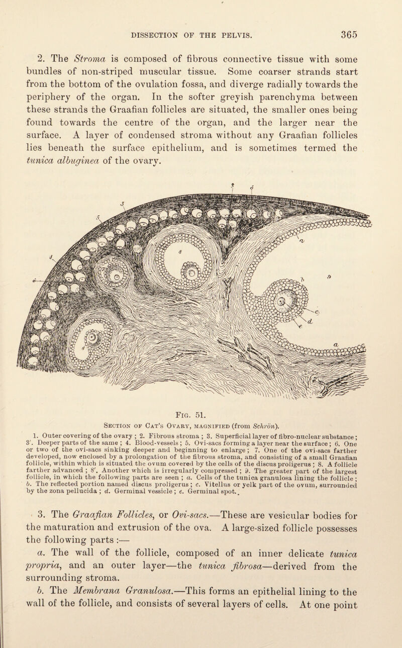 2. The Stroma is composed of fibrous connective tissue with some bundles of non-striped muscular tissue. Some coarser strands start from the bottom of the ovulation fossa, and diverge radially towards the periphery of the organ. In the softer greyish parenchyma between these strands the Graafian follicles are situated, the smaller ones being found towards the centre of the organ, and the larger near the surface. A layer of condensed stroma without any Graafian follicles lies beneath the surface epithelium, and is sometimes termed the tunica albuginea of the ovary. Fig. 51. Section of Cat’s Ovary, magnified (from Schron). 1. Outer covering of the ovary ; 2. Fibrous stroma ; 3. Superficial layer of fibro-nuclear substance ; 3'. Deeper parts of the same ; 4. Blood-vessels; 5. Ovi-sacs forming a layer near the surface ; 6. One or two of the ovi-sacs sinking deeper and beginning to enlarge ; 7. One of the ovi-sacs farther developed, now enclosed by a prolongation of the fibrous stroma, and consisting of a small Graafian follicle, within which is situated the ovum covered by the cells of the discus proligerus ; 8. A follicle farther advanced ; 8'. Another which is irregularly compressed ; 9. The greater part of the largest follicle, in which the following parts are seen ; a. Cells of the tunica granulosa lining the follicle ; b. The reflected portion named discus proligerus ; c. Vitellus or yelk part of the ovum, surrounded by the zona pellucida ; d. Germinal vessicle ; e. Germinal spot. ^ 3. The Graafian Follicles, or Ovi-sacs.—These are vesicular bodies for the maturation and extrusion of the ova. A large-sized follicle possesses the following parts :— a. The wall of the follicle, composed of an inner delicate tunica propria, and an outer layer—the tunica fibrosa—derived from the surrounding stroma. b. The Membrana Granulosa.—This forms an epithelial lining to the wall of the follicle, and consists of several layers of cells. At one point
