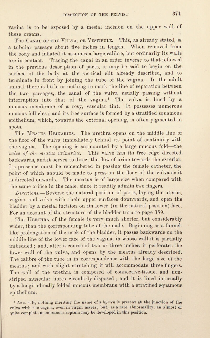vagina is to be exposed by a mesial incision on the upper wall of these organs. The Canal of the Vulva, or Vestibule. This, as already stated, is a tubular passage about five inches in length. When removed from the body and inflated it assumes a large calibre, but ordinarily its walls are in contact. Tracing the canal in an order inverse to that followed in the previous description of parts, it may be said to begin on the surface of the body at the vertical slit already described, and to terminate in front by joining the tube of the vagina. In the adult animal there is little or nothing to mark the line of separation between the two passages, the canal of the vulva usually passing without interruption into that of the vagina.1 The vulva is lined by a mucous membrane of a rosy, vascular tint. It possesses numerous mucous follicles; and its free surface is formed by a stratified squamous epithelium, which, towards the external opening, is often pigmented in spots. The Meatus Urinarius. The urethra opens on the middle line of the floor of the vulva immediately behind its point of continuity with the vagina. The opening is surmounted by a large mucous fold—the valve of the meatus urinarius. This valve has its free edge directed backwards, and it serves to direct the flow of urine towards the exterior. Its presence must be remembered in passing the female catheter, the point of which should be made to press on the floor of the vulva as it is directed onwards. The meatus is of large size when compared with the same orifice in the male, since it readily admits two fingers. Directions.—Reverse the natural position of parts, laying the uterus, vagina, and vulva with their upper surfaces downwards, and open the bladder by a mesial incision on its lower (in the natural position) face. For an account of the structure of the bladder turn to page 359. The Urethra of the female is very much shorter, but considerably wider, than the corresponding tube of the male. Beginning as a funnel¬ like prolongation of the neck of the bladder, it passes backwards on the middle line of the lower face of the vagina, in whose wall it is partially imbedded ; and, after a course of two or three inches, it perforates the lower wall of the vulva, and opens by the meatus already described. The calibre of the tube is in correspondence with the large size of the meatus; and with slight stretching it will accommodate three fingers. The wall of the urethra is composed of connective-tissue, and non- striped muscular fibres circularly disposed; and it is lined internally by a longitudinally folded mucous membrane with a stratified squamous epithelium. 1 As a rule, nothing meriting the name of a hymen is present at the junction of the vulva with the vagina, even in virgin mares; but, as a rare abnormality, an almost or quite complete membranous septum may be developed in this position.