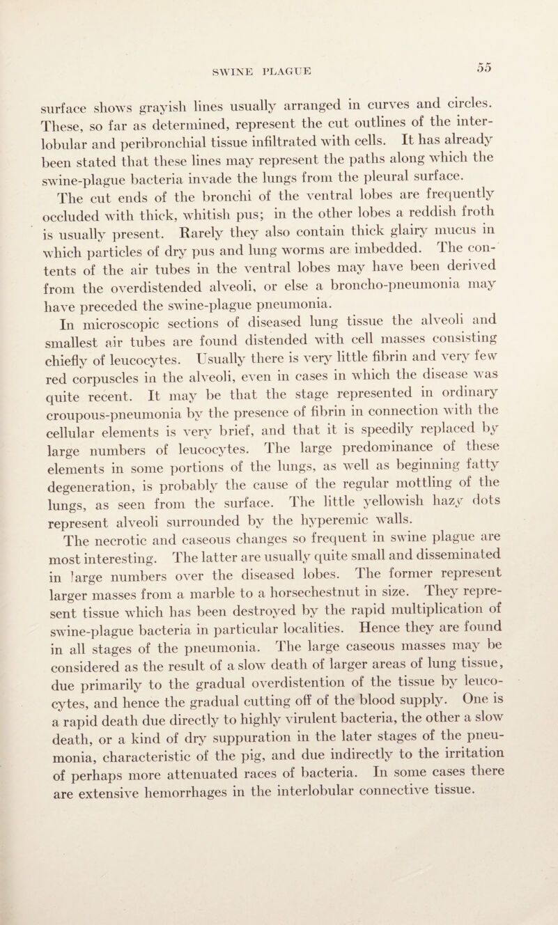 surface shows grayish lines usually arranged in curves and circles. These, so far as determined, represent the cut outlines of the inter¬ lobular and peribronchial tissue infiltrated with cells. It lias already been stated that these lines may represent the paths along which the swine-plague bacteria invade the lungs from the pleural surface. The cut ends of the bronchi of the ventral lobes are frequently occluded with thick, whitish pusj m the other lobes a reddish froth is usually present. Rarely they also contain thick glairy mucus in which particles of dry pus and lung worms are imbedded. The con¬ tents of the air tubes in the ventral lobes may have been deri\ ed from the overdistended alveoli, or else a broncho-pneumonia may have preceded the swine-plague pneumonia. In microscopic sections of diseased lung tissue the al\ eoh and smallest air tubes are found distended with cell masses consisting chiefly of leucocytes. Usually there is very little fibrin and very few red corpuscles in the alveoli, even in cases in which the disease was quite recent. It may be that the stage represented in ordinary croupous-pneumonia by the presence of fibrin in connection with the cellular elements is very brief, and that it is speedily replaced by large numbers of leucocytes. I he large predominance of these elements in some portions of the lungs, as well as beginning fatty degeneration, is probably the cause of the regular mottling of the lungs, as seen from the surface. The little yellowish hazy dots represent alveoli surrounded by the hyperemic walls. The necrotic and caseous changes so frequent in swine plague are most interesting. The latter are usually quite small and disseminated in large numbers over the diseased lobes, dhe former represent larger masses from a marble to a horsechestnut in size. They repre¬ sent tissue which has been destroyed by the rapid multiplication of swme-plague bacteria in particular localities. Hence they are found in all stages of the pneumonia. The large caseous masses may be considered as the result of a slow death of larger areas of lung tissue, due primarily to the gradual overdistention of the tissue by leuco¬ cytes, and hence the gradual cutting off of the blood supply. One is a rapid death due directly to highly virulent bacteria, the other a slow death, or a kind of dry suppuration in the later stages of the pneu¬ monia, characteristic of the pig, and due indirectly to the irritation of perhaps more attenuated races of bacteria. In some cases there are extensive hemorrhages in the interlobular connective tissue.