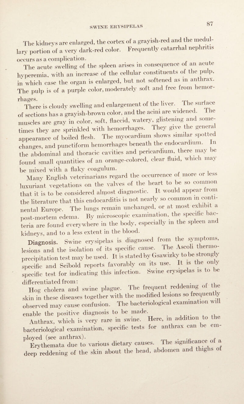 The kidneys are enlarged, the cortex of a grayish-red and the medul¬ lary portion of a very dark-red color. Frequently catarrhal nephritis occurs as a complication. The acute swelling of the spleen arises in consequence oi an acute hyperemia, with an increase of the cellular constituents of the pulp, in which case the organ is enlarged, but not softened as in anthrax. The pulp is of a purple color, moderately soft and free from hemor- t* li ag’es There is cloudy swelling and enlargement of the liver. The surface of sections has a grayish-brown color, and the acini are widened muscles are gray in color, soft, flaccid, watery, glistening and some¬ times they are sprinkled with hemorrhages. They give the general appearance of boiled flesh. The myocardium shows similar spotted changes, and punctiform hemorrhages beneath the endocardium. n the abdominal and thoracic cavities and pericardium, there may be found small quantities of an orange-colored, clear fluid, which may be mixed with a flaky coagulum. Many English veterinarians regard the occurrence ol more or less luxuriant vegetations on the valves of the heart to be so common that it is to be considered almost diagnostic. It would appear trom the literature that this endocarditis is not nearly so common m conti¬ nental Europe. The lungs remain unchanged, or at most exhibit a post-mortem edema. By microscopic examination, the specific bac¬ teria are found everywhere in the body, especially in the spleen and kidneys, and to a less extent in the blood. Diagnosis. Swine erysipelas is diagnosed from the symptoms, lesions and the isolation of its specific cause. The Ascoh thermo- precipitation test may be used. It is stated by Gsawizky to be strongly specific and Seibold reports favorably on its use. It is the on y specific test for indicating this infection. Swine erysipelas is to be differentiated from: Hoe cholera and swine plague. The frequent reddening ot the skin in these diseases together with the modified lesions so frequently observed may cause confusion. The bacteriological examination will enable the positive diagnosis to be made. Anthrax, which is very rare in swine. Here, in addition to i . bacteriological examination, specific tests for anthrax can be em- ployed (see anthrax). . * 0 Erythemata due to various dietary causes. The significance ot a deep reddening of the skin about the head, abdomen and thighs of