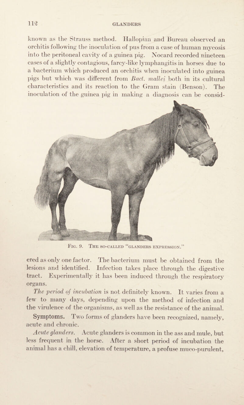 known as the Strauss method. Hallopian and Bureau observed an orchitis following the inoculation of pus from a case of human mycosis into the peritoneal cavity of a guinea pig. Nocard recorded nineteen cases of a slightly contagious, farcy-like lymphangitis in horses due to a bacterium which produced an orchitis when inoculated into guinea pigs but which was different from Bad. mallei both in its cultural characteristics and its reaction to the Grain stain (Benson). The inoculation of the guinea pig in making a diagnosis can be consid- Fig. 9. The so-called “glanders expression.” ered as only one factor. The bacterium must be obtained from the lesions and identified. Infection takes place through the digestive tract. Experimentally it has been induced through the respiratory organs. The period of incubation is not definitely known. It varies from a few to many days, depending upon the method of infection and the virulence of the organisms, as well as the resistance of the animal. Symptoms. Two forms of glanders have been recognized, namely, acute and chronic. Acute glanders. Acute glanders is common in the ass and mule, but less frequent in the horse. After a short period of incubation the animal has a chill, elevation of temperature, a profuse muco-purulent,