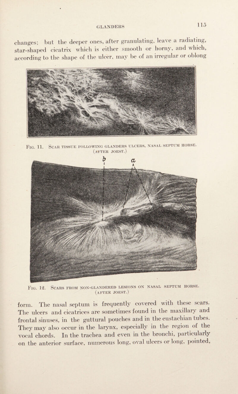 changes; but the deeper ones, after granulating, leave a radiating, star-shaped cicatrix which is either smooth or horny, and which, according to the shape of the ulcer, may be of an irregular or oblong Fig. 11. Scar tissue following glanders ulcers, nasal septum horse. (after joest.) Fig. 12. Scars from non-glandered lesions on nasal septum horse. (after joest.) form. The nasal septum is frequently covered with these scars. The ulcers and cicatrices are sometimes found in the maxillary and frontal sinuses, in the guttural pouches and in the eustachian tubes. They may also occur in the larynx, especially in the region of the vocal chords. In the trachea and e\Ten in the bronchi, particularly on the anterior surface, numerous long, oval ulcers or long, pointed,