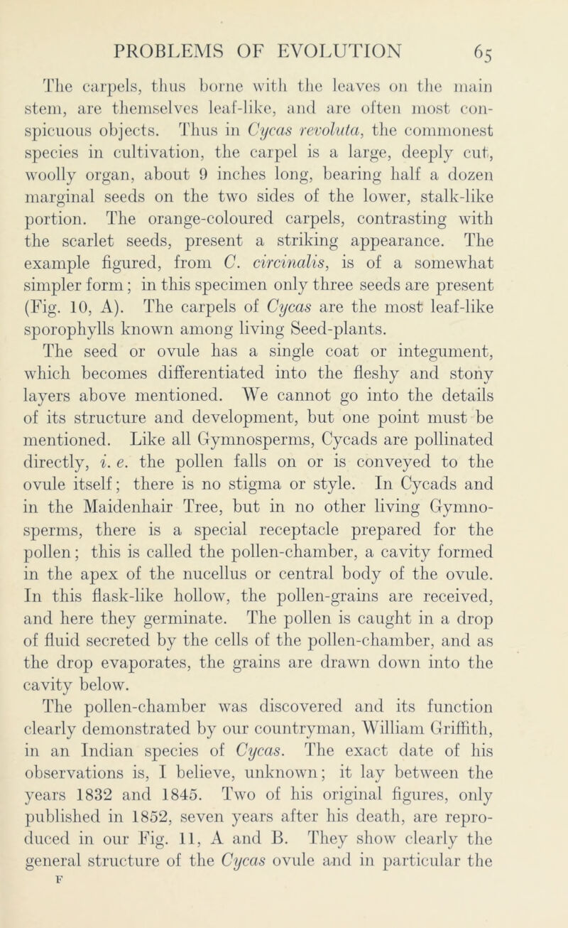 The carpels, thus borne with the leaves on the main stem, are themselves leaf-like, and are often most con- spicuous objects. Thus in Cycas revoluta, the commonest species in cultivation, the carpel is a large, deeply cut, woolly organ, about 9 inches long, bearing half a dozen marginal seeds on the two sides of the lower, stalk-like portion. The orange-coloured carpels, contrasting with the scarlet seeds, present a striking appearance. The example figured, from C. circinalis, is of a somewhat simpler form; in this specimen only three seeds are present (Kg. 10, A). The carpels of Cycas are the most leaf-like sporophylls known among living Seed-plants. The seed or ovule has a single coat or integument, which becomes differentiated into the fleshy and stony layers above mentioned. We cannot go into the details of its structure and development, but one point must be mentioned. Like all Gynmosperms, Cycads are pollinated directly, i. e. the pollen falls on or is conveyed to the ovule itself; there is no stigma or style. In Cycads and in the Maidenhair Tree, but in no other living Gynmo- sperms, there is a special receptacle prepared for the pollen; this is called the pollen-chamber, a cavity formed in the apex of the nucellus or central body of the ovule. In this flask-like hollow, the pollen-grains are received, and here they germinate. The pollen is caught in a drop of fluid secreted by the cells of the pollen-chamber, and as the drop evaporates, the grains are drawn down into the cavity below. The pollen-chamber was discovered and its function clearly demonstrated by our countryman, William Griffith, in an Indian species of Cycas. The exact date of his observations is, I believe, unknown; it lay between the years 1832 and 1845. Two of his original figures, only published in 1852, seven years after his death, are repro- duced in our Fig. 11, A and B. They show clearly the general structure of the Cycas ovide and in particular the