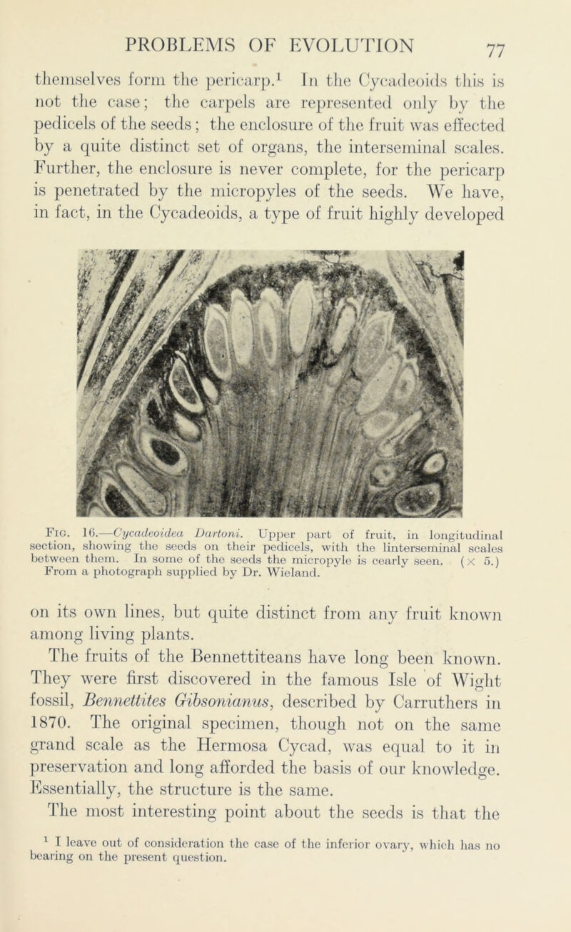 themselves form the pericarp.1 In the Cycadeoids this is not the case; the carpels are represented only by the pedicels of the seeds; the enclosure of the fruit was effected by a quite distinct set of organs, the interseminal scales. Further, the enclosure is never complete, for the pericarp is penetrated by the micropyles of the seeds. We have, in fact, in the Cycadeoids, a type of fruit highly developed Fig. 16.—Cyccidcoiclea Dartoni. Upper part of fruit, in longitudinal section, showing the seeds on their pedicels, with the lintorseminal scales between them. In some of the seeds the micropyle is cearly seen. (X 5.) From a photograph supplied by Dr. Wieland. on its own lines, but quite distinct from any fruit known among living plants. The fruits of the Bennettiteans have long been known. They were first discovered in the famous Isle of Wight fossil, Bennettites Gibsonianus, described by Carruthers in 1870. The original specimen, though not on the same grand scale as the Hermosa Cycad, was equal to it in preservation and long afforded the basis of our knowledge. Essentially, the structure is the same. The most interesting point about the seeds is that the 1 I leave out of consideration the case of the inferior ovary, which lias no bearing on the present question.