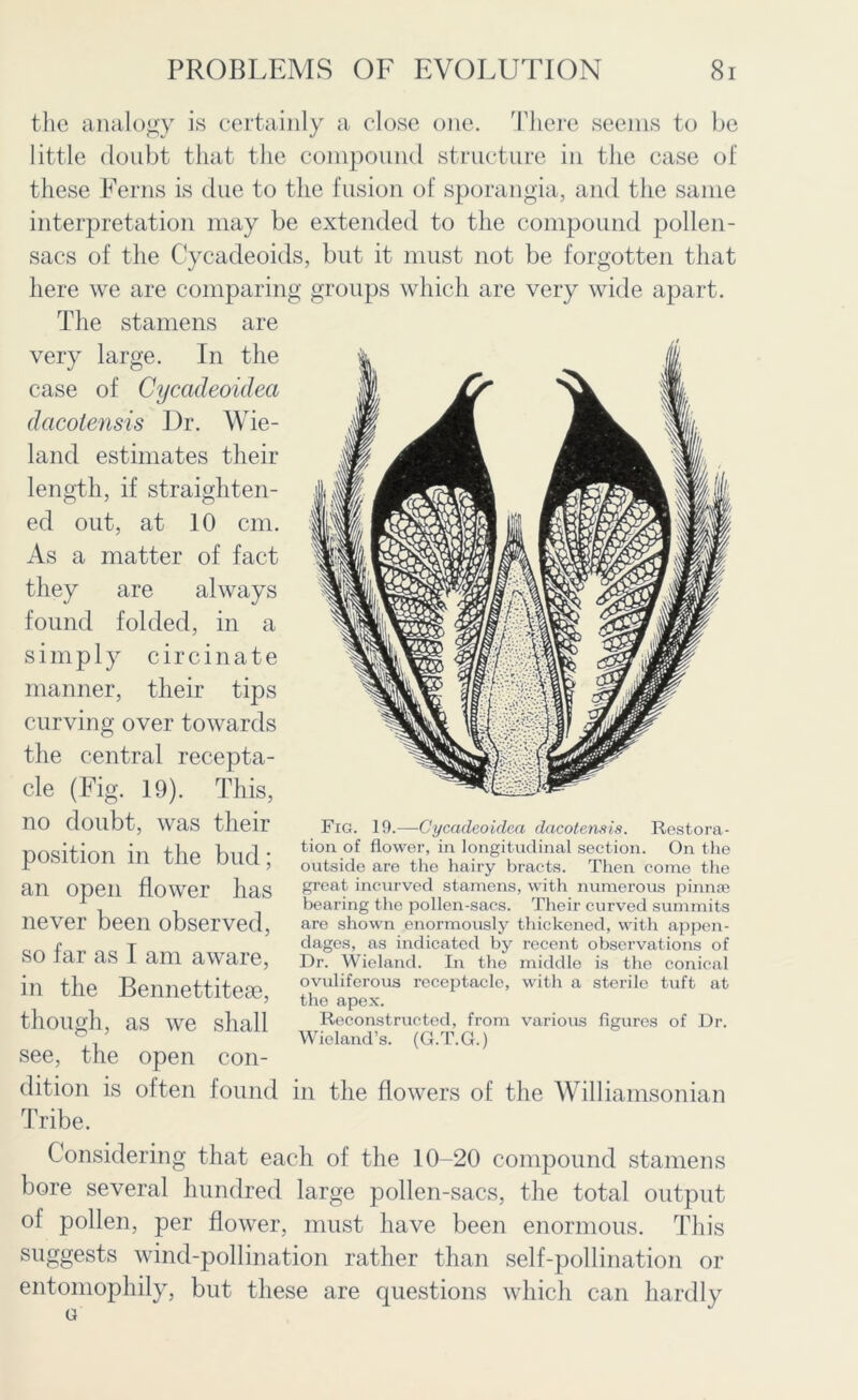 the analogy is certainly a close one. There seems to be little doubt that the compound structure in the case of these Ferns is due to the fusion of sporangia, and the same interpretation may be extended to the compound pollen- sacs of the Cycadeoids, but it must not be forgotten that here we are comparing groups which are very wide apart. The stamens are very large. In the case of Cycadeoidea dcicolensis Dr. Wie- land estimates their length, if straighten- ed out, at 10 cm. As a matter of fact they are always found folded, in a simply circinate manner, their tips curving over towards the central recepta- cle (Fig. 19). This, no doubt, was their position in the bud; an open flower has never been observed, so far as I am aware, in the Bennettiteae, though, as we shall see, the open con- dition is often found in the flowers of the Williamsonian Tribe. Considering that each of the 10-20 compound stamens bore several hundred large pollen-sacs, the total output of pollen, per flower, must have been enormous. This suggests wind-pollination rather than self-pollination or entomophily, but these are questions which can hardly Fig. 19.—Cycadeoidea dcicolensis. Restora- tion of flower, in longitudinal section. On the outside are the hairy bracts. Then come the great incurved stamens, with numerous pinnse bearing the pollen-sacs. Their curved summits are shown enormously thickened, with appen- dages, as indicated by recent observations of Dr. Wieland. In the middle is the conical ovuliferous receptacle, with a sterile tuft at the apex. Reconstructed, from various figures of Dr. Wieland’s. (G.T.G.)