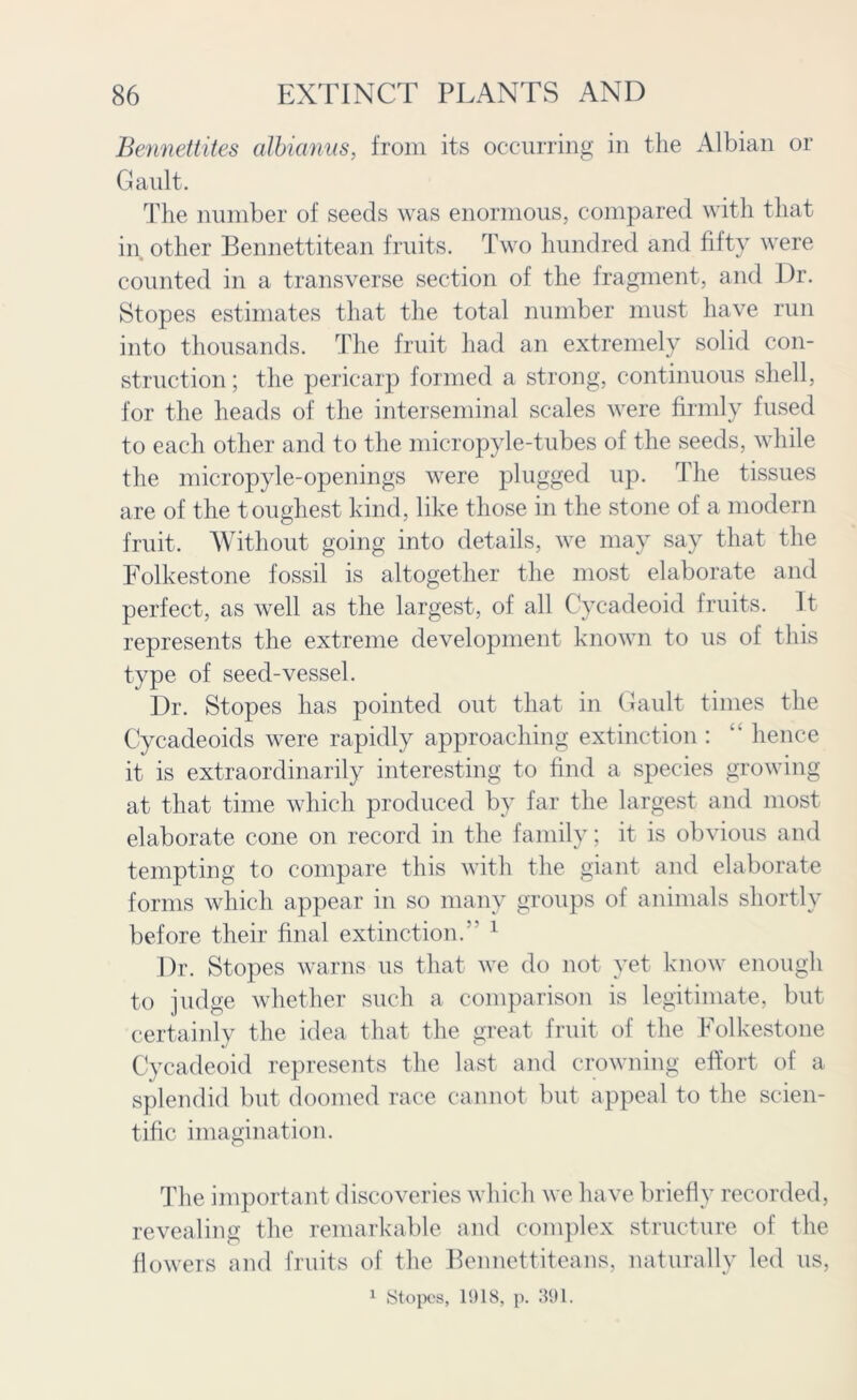 Bennettites albianus, from its occurring in the Albian or Gault. The number of seeds was enormous, compared with that in other Bennettitean fruits. Two hundred and fifty were counted in a transverse section of the fragment, and Dr. Stopes estimates that the total number must have run into thousands. The fruit had an extremely solid con- struction ; the pericarp formed a strong, continuous shell, for the heads of the interseminal scales were firmly fused to each other and to the micropyle-tubes of the seeds, while the micropyle-openings were plugged up. The tissues are of the toughest kind, like those in the stone of a modern fruit. Without going into details, we may say that the Folkestone fossil is altogether the most elaborate and perfect, as well as the largest, of all Cycadeoid fruits. It represents the extreme development known to us of this type of seed-vessel. Dr. Stopes has pointed out that in Gault times the Cycacleoids were rapidly approaching extinction: “ hence it is extraordinarily interesting to find a species growing at that time which produced by far the largest and most elaborate cone on record in the family; it is obvious and tempting to compare this with the giant and elaborate forms which appear in so many groups of animals shortly before their final extinction. 1 Dr. Stopes warns us that we do not yet know enough to judge whether such a comparison is legitimate, but certainly the idea that the great fruit of the Folkestone Cycadeoid represents the last and crowning effort of a splendid but doomed race cannot but appeal to the scien- tific imagination. The important discoveries which we have briefly recorded, revealing the remarkable and complex structure of the flowers and fruits of the Bennettiteans, naturally led us,