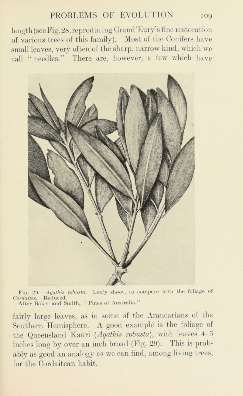 length (see Eig. 28, reproducing (.1 rand’Fury’s line restoration of various trees of this family). Most of the Conifers have small leaves, very often of the sharp, narrow kind, which we call “ needles.” There are, however, a few which have Fto. 29.—Agathis robusta. Leafy shoot, to compare with the foliage of Cordaites. Reduced. After Baker and Smith, “ Pines of Australia. fairly large leaves, as in some of the Araucarians of the Southern Hemisphere. A good example is the foliage of the Queensland Kauri (Agathis robusta), with leaves 4-5 inches long by over an inch broad (Fig. 29). This is prob- ably as good an analogy as we can find, among living trees, for the Cordaitean habit.