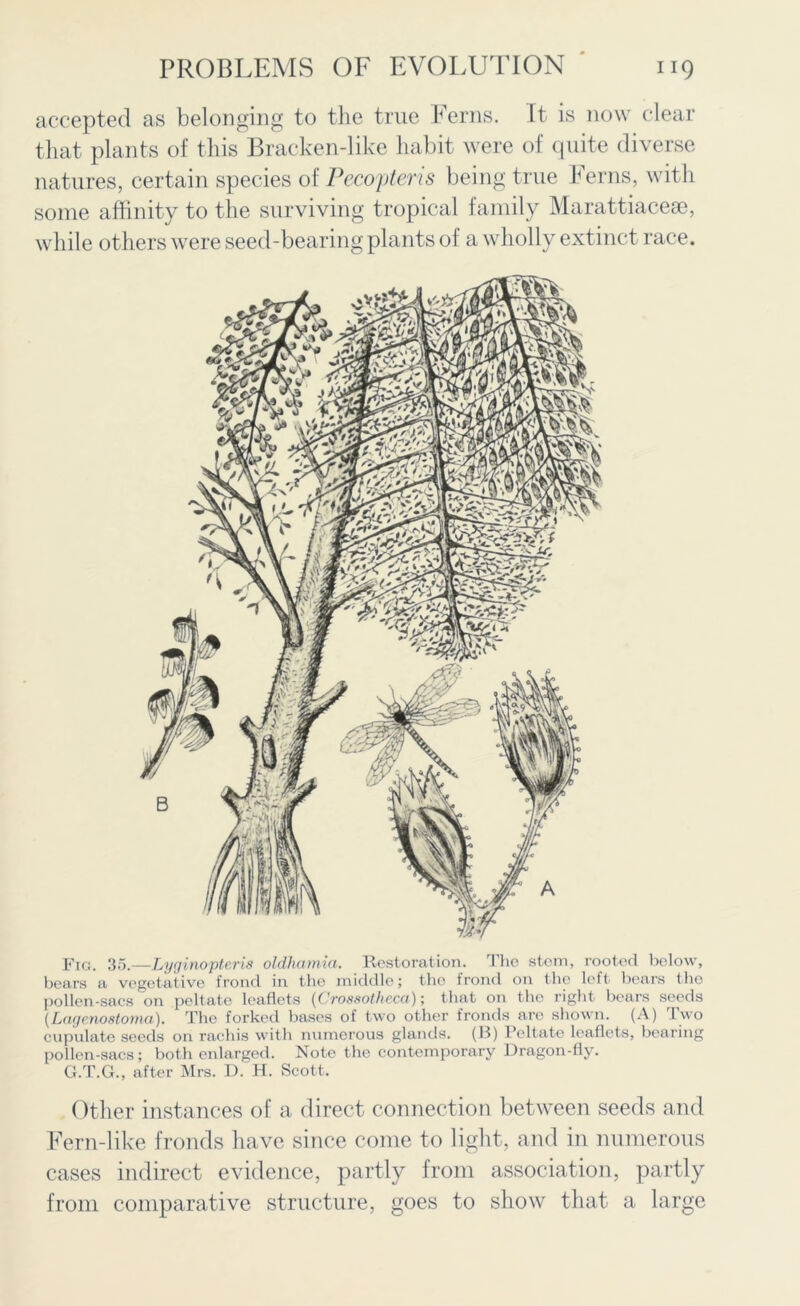 accepted as belonging to the true Ferns. Tt is now clear that plants of this Bracken-like habit were of cpiite diverse natures, certain species of Pecopteris being true Ferns, with some affinity to the surviving tropical family Marattiaceae, while others were seed-bearing plants of a wholly extinct race. Fig. 35.—Lyginopteris oldhamia. Restoration. The stem, rooted below, bears a vegetative frond in the middle ; the frond on the left bears the pollen-saes on peltate leaflets (Crossotheca); that on the right bears seeds (Lagcnostoma). The forked bases of two other fronds are shown. (A) I wo eupulate seeds on rachis with numerous glands. (B) Peltate leaflets, bearing pollen-sacs; both enlarged. Note the contemporary Dragon-fly. G.T.G., after Mrs. D. H. Scott. Other instances of a direct connection between seeds and Fern-like fronds have since come to light, and in numerous cases indirect evidence, partly from association, partly from comparative structure, goes to show that a large