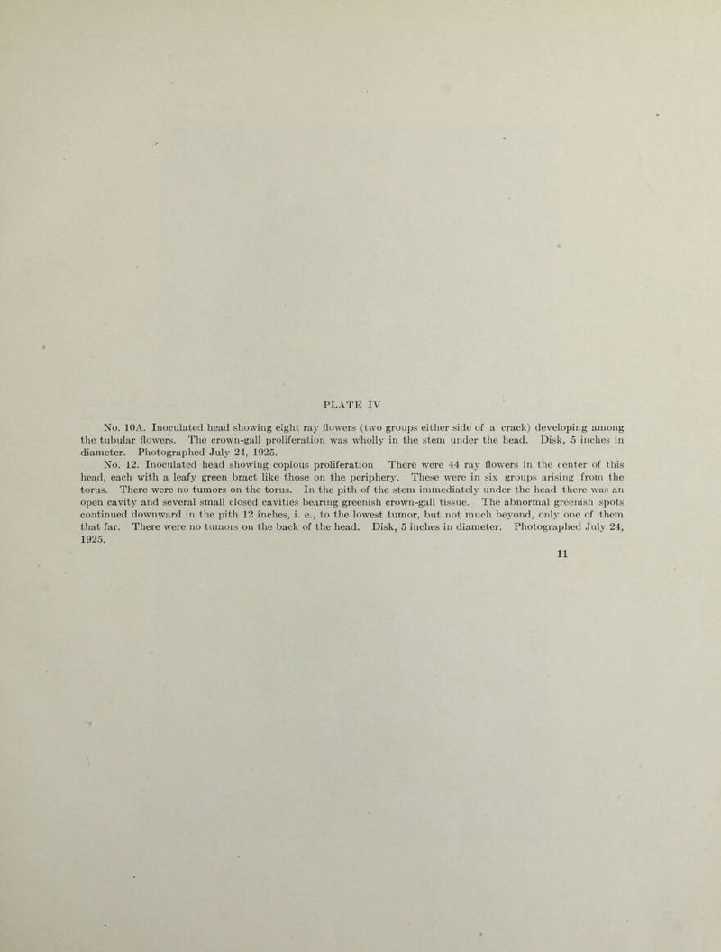 No. 10A. Inoculated head showing eight ray flowers (two groups either side of a crack) developing among the tubular flowers. The crown-gall proliferation was wholly in the stem under the head. Disk, 5 inches in diameter. Photographed July 24, 1925. No. 12. Inoculated head showing copious proliferation There were 44 ray flowers in the center of this head, each with a leafy green bract like those on the periphery. These were in six groups arising from the torus. There were no tumors on the torus. In the pith of the stem immediately under the head there was an open cavity and several small closed cavities bearing greenish crown-gall tissue. The abnormal greenish spots continued downward in the pith 12 inches, i. e., to the lowest tumor, but not much beyond, only one of them that far. There were no tumors on the back of the head. Disk, 5 inches in diameter. Photographed July 24, 1925.