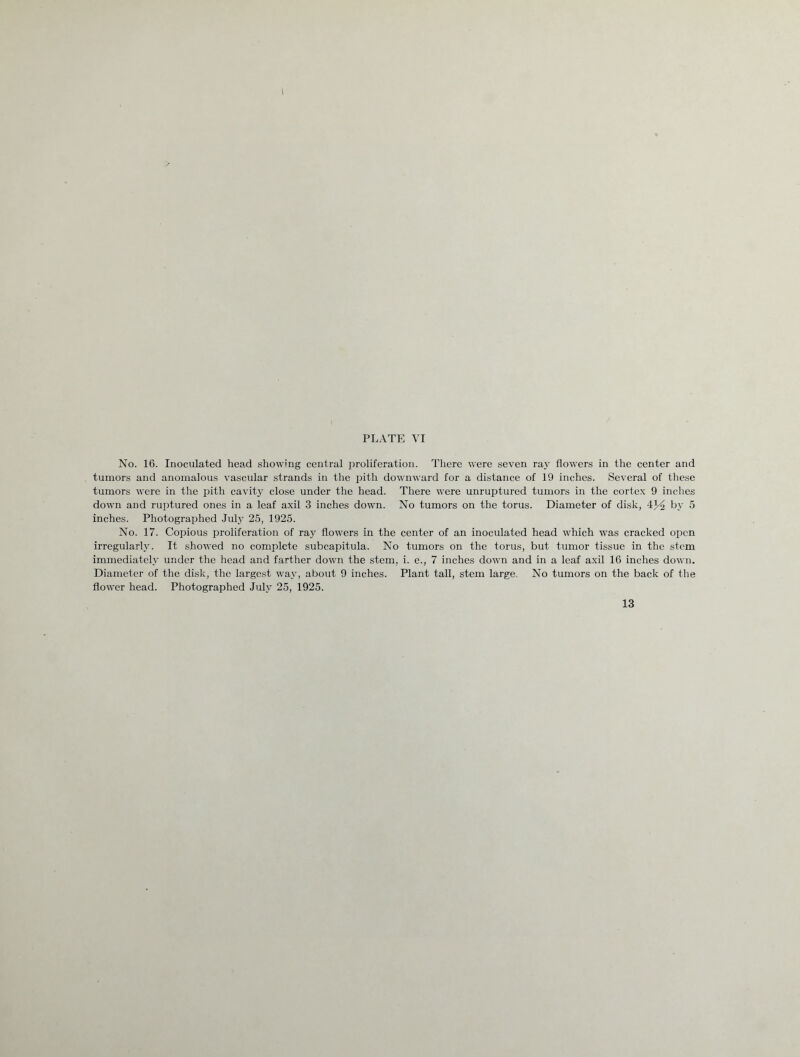 I PLATE VI No. 16. Inoculated head showing central proliferation. There were seven ray flowers in the center and tumors and anomalous vascular strands in the pith downward for a distance of 19 inches. Several of these tumors were in the pith cavity close under the head. There w'ere unruptured tumors in the cortex 9 inches down and ruptured ones in a leaf axil 3 inches down. No tumors on the torus. Diameter of disk, 4^2 by 5 inches. Photographed July 25, 1925. No. 17. Copious proliferation of ray flowers in the center of an inoculated head which was cracked open irregularly. It showed no complete subcapitula. No tumors on the torus, but tumor tissue in the stem immediately under the head and farther down the stem, i. e., 7 inches down and in a leaf axil 16 inches down. Diameter of the disk, the largest way, about 9 inches. Plant tall, stem large. No tumors on the back of the flower head. Photographed July 25, 1925.