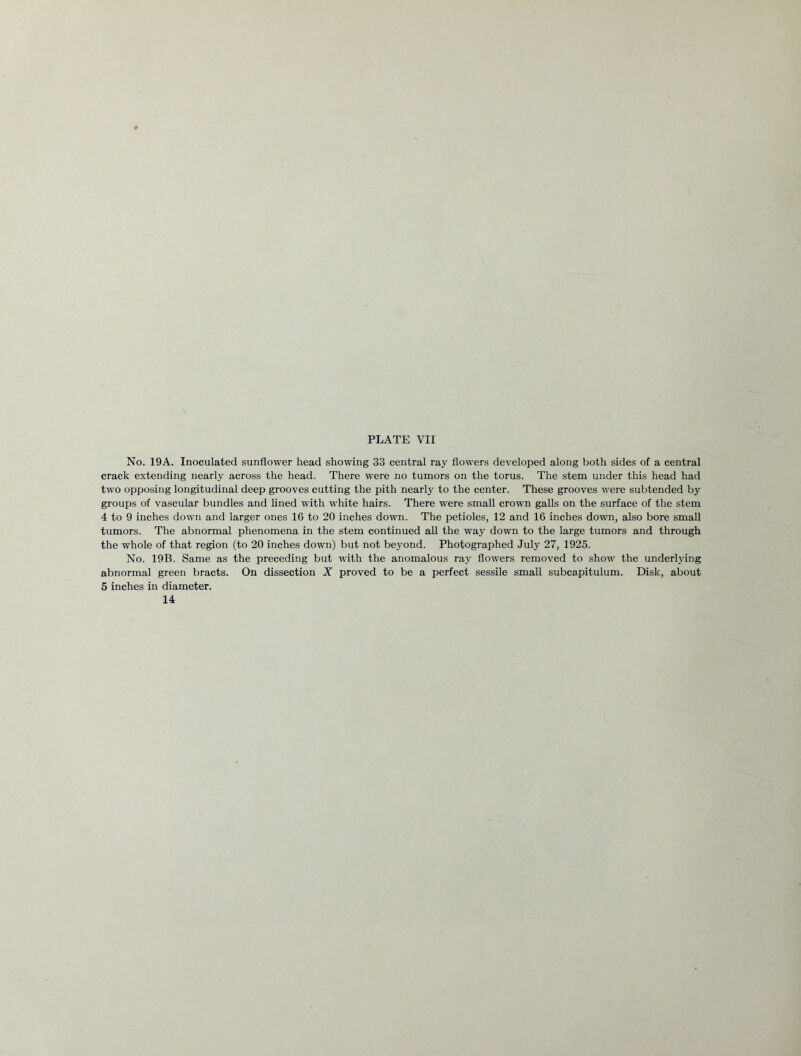 No. 19A. Inoculated sunflower head showing 33 central ray flowers developed along both sides of a central crack extending nearly across the head. There were no tumors on the torus. The stem under this head had two opposing longitudinal deep grooves cutting the pith nearly to the center. These grooves were subtended by groups of vascular bundles and lined with white hairs. There were small crown galls on the surface of the stem 4 to 9 inches down and larger ones 16 to 20 inches down. The petioles, 12 and 16 inches down, also bore small tumors. The abnormal phenomena in the stem continued all the way down to the large tumors and through the whole of that region (to 20 inches down) but not beyond. Photographed July 27, 1925. No. 19B. Same as the preceding but with the anomalous ray flowers removed to show the underlying abnormal green bracts. On dissection X proved to be a perfect sessile small subcapitulum. Disk, about 5 inches in diameter. 14