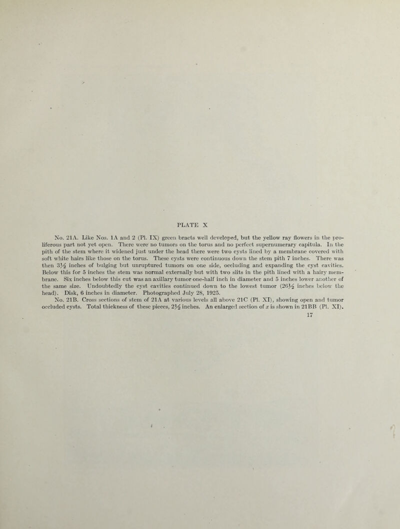 No. 21A. Like Nos. 1A and 2 (PI. IX) green bracts well developed, but the yellow ray flowers in the pro- liferous part not yet open. There were no tumors on the torus and no perfect supernumerary capitula. In the pith of the stem where it widened just under the head there were two cysts lined by a membrane covered with soft white hairs like those on the torus. These cysts were continuous down the stem pith 7 inches. There was then 2>}/2 inches of bulging but unruptured tumors on one side, occluding and expanding the cyst cavities. Below this for 5 inches the stem was normal externally but with two slits in the pith lined with a hairy mem- brane. Six inches below this cut was an axillary tumor one-half inch in diameter and 5 inches lower another of the same size. Undoubtedly the cyst cavities continued down to the lowest tumor (26J^ inches below the head). Disk, 6 inches in diameter. Photographed July 28, 1925. No. 21B. Cross sections of stem of 21A at various levels all above 21C (PI. XI), showing open and tumor occluded cysts. Total thickness of these pieces, 2^ inches. An enlarged section of x is shown in 21BB (PI. XI). 17