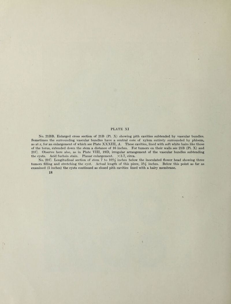 No. 21BB. Enlarged cross section of 21B (PL X) showing pith cavities subtended by vascular bundles. Sometimes the surrounding vascular bundles have a central core of xylem entirely surrounded by phloem, as at x, for an enlargement of which see Plate XXXIII, A. These cavities, lined with soft white hairs like those of the torus, extended down the stem a distance of 16 inches. For tumors on their walls see 21B (PI. X) and 21C. Observe here also, as in Plate VIII, 19D, irregular arrangement of the vascular bundles subtending the cysts. Acid fuchsin stain. Planar enlargement. X3.7, circa. No. 21C. Longitudinal section of stem 7 to 10J^ inches below the inoculated flower head showing three tumors filling and stretching the cyst. Actual length of this piece, inches. Below this point as far as examined (5 inches) the cysts continued as closed pith cavities lined with a hairy membrane. 18