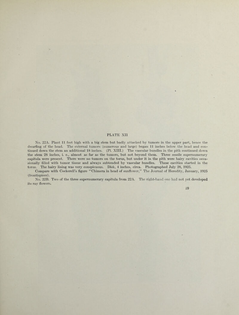 No. 22A. Plant 11 feet high with a big stem but badly attacked by tumors in the upper part, hence the dwarfing of the head. The external tumors (numerous and large) began 11 inches below the head and con- tinued down the stem an additional 18 inches. (PI. XIII.) The vascular bundles in the pith continued down the stem 28 inches, i. e., almost as far as the tumors, but not beyond them. Three sessile supernumerary capitula were present. There were no tumors on the torus, but under it in the pith were hairy cavities occa- sionally filled with tumor tissue and always subtended by vascular bundles. These cavities started in the torus. The hairy lining was very conspicuous. Disk, 4 inches, circa. Photographed July 28, 1925. Compare with Cockerell’s figure “Chimera in head of sunflower,” The Journal of Heredity, January, 1925 (frontispiece). No. 22B. Two of the three supernumerary capitula from 22A. The right-hand one had not yet developed its ray flowers.