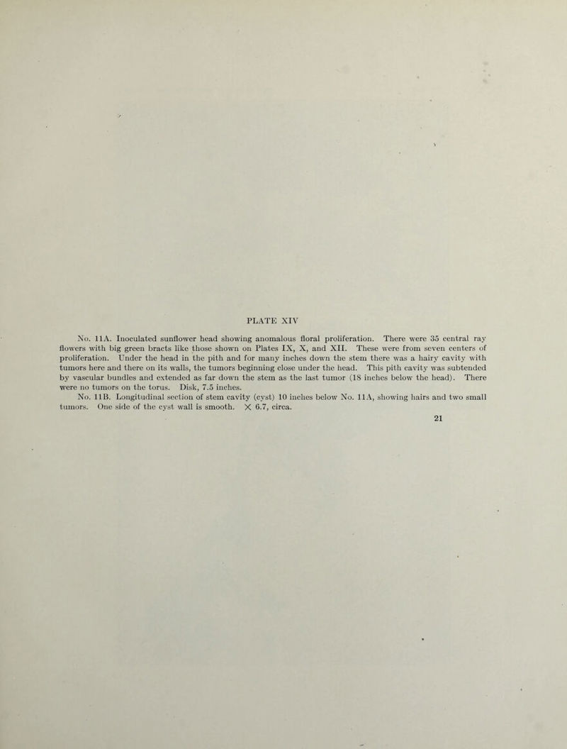 No. 11 A. Inoculated sunflower head showing anomalous floral proliferation. There were 35 central ray flowers with big green bracts like those shown on Plates IX, X, and XII. These were from seven centers of proliferation. Under the head in the pith and for many inches down the stem there was a hairy cavity with tumors here and there on its walls, the tumors beginning close under the head. This pith cavity was subtended by vascular bundles and extended as far down the stem as the last tumor (18 inches below the head). There were no tumors on the torus. Disk, 7.5 inches. No. 11B. Longitudinal section of stem cavity (cyst) 10 inches below No. 11 A, showing hairs and two small tumors. One side of the cyst wall is smooth. X 6.7, circa. 21
