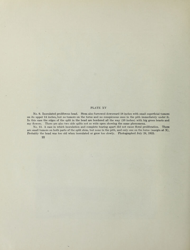 No. 9. Inoculated proliferous head. Stem also furrowed downward 18 inches with small superficial tumors on its upper 14 inches, but no tumors on the torus and no conspicuous ones in the pith immediately under it. In this case the edges of the split in the head are bordered all the way (10 inches) with big green bracts and ray flowers. There are also two side splits not so wide open showing the same phenomena. No. 13. A case in which inoculation and complete tearing apart did not cause floral proliferation. There are small tumors on both parts of the split stem, but none in the pith, and only one on the torus (margin at X). Probably the head was too old when inoculated or grew too slowly. Photographed July 24, 1925. 22