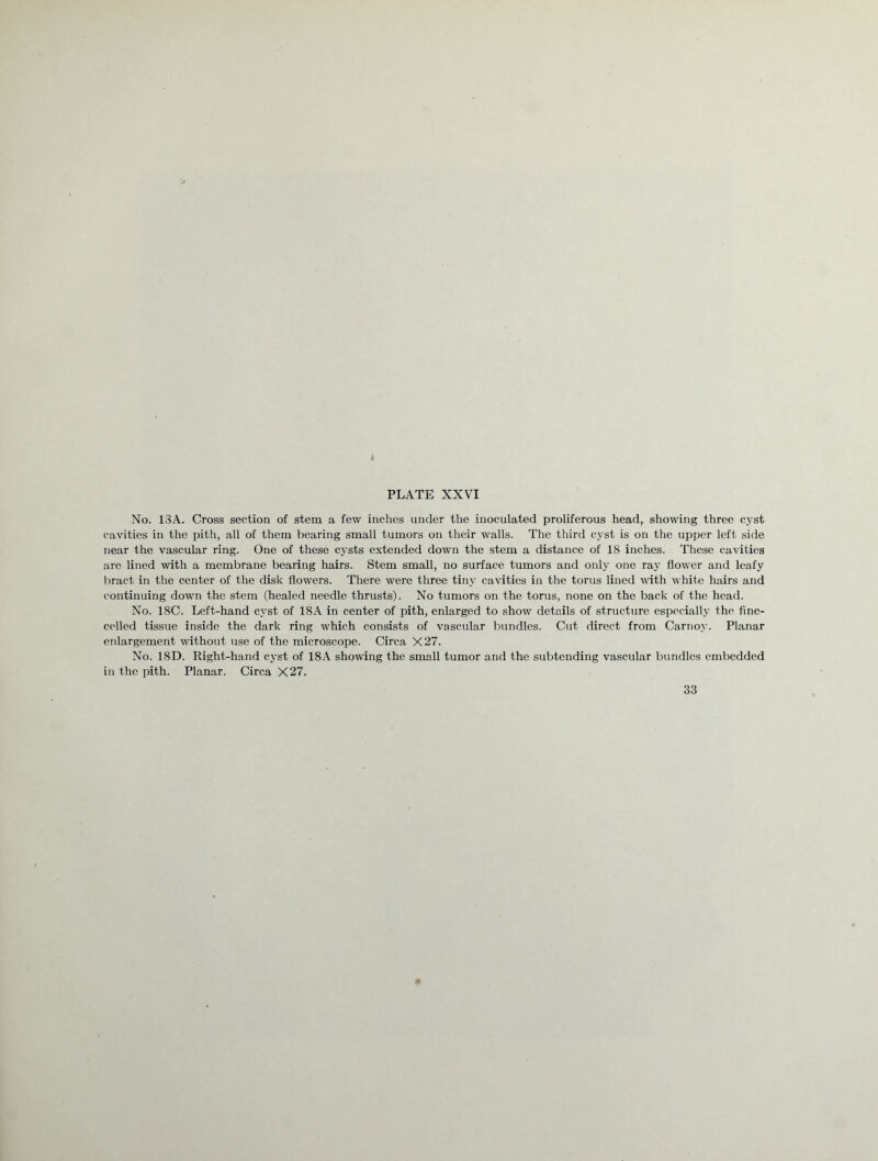 No. 13A. Cross section of stem a few inches under the inoculated proliferous head, showing three cyst cavities in the pith, all of them bearing small tumors on their walls. The third cyst is on the upper left side near the vascular ring. One of these cysts extended down the stem a distance of 18 inches. These cavities are lined with a membrane bearing hairs. Stem small, no surface tumors and only one ray flower and leafy bract in the center of the disk flowers. There were three tiny cavities in the torus lined with white hairs and continuing down the stem (healed needle thrusts). No tumors on the torus, none on the back of the head. No. 18C. Left-hand cyst of 18A in center of pith, enlarged to show details of structure especially the fine- celled tissue inside the dark ring which consists of vascular bundles. Cut direct from Carnov. Planar enlargement without use of the microscope. Circa X27. No. 18D. Right-hand cyst of 18A showing the small tumor and the subtending vascular bundles embedded in the pith. Planar. Circa X27. 33