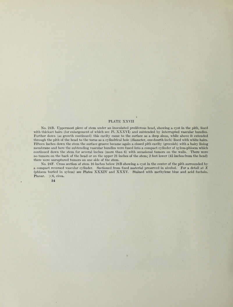 No. 24B. Uppermost piece of stem under an inoculated proliferous head, showing a cyst in the pith, lined with thickset hairs (for enlargement of which see PI. XXXVI) and subtended by interrupted vascular bundles. Further down (as growth continued) this cavity came to the surface as a deep sinus, while above it extended through the pith of the head to the torus as a cylindrical hole (diameter, one-fourth inch) lined with white hairs. Fifteen inches down the stem the surface groove became again a closed pith cavity (greenish) with a hairy lining membrane and here the subtending vascular bundles were fused into a compact cylinder of xylem-phloem which continued down the stem for several inches (more than 6) with occasional tumors on the walls. There were no tumors on the back of the head or on the upper 21 inches of the stem; 2 feet lower (45 inches from the head) there were unruptured tumors on one side of the stem. No. 24F. Cross section of stem 16 inches below 24B showing a cyst in the center of the pith surrounded by a compact reversed vascular cylinder. Sectioned from fixed material preserved in alcohol. For a detail at X (phloem buried in xvlem) see Plates XXXIV and XXXV. Stained with methylene blue and acid fuchsin. Planar. X6, circa. 34