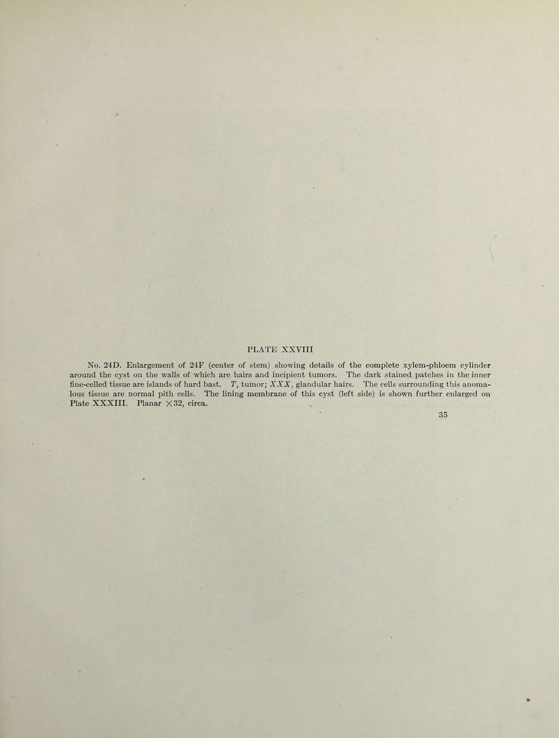 No. 24D. Enlargement of 24F (center of stem) showing details of the complete xylem-phloem cylinder around the cyst on the walls of which are hairs and incipient tumors. The dark stained patches in the inner fine-celled tissue are islands of hard bast. T, tumor; XXX, glandular hairs. The cells surrounding this anoma- lous tissue are normal pith cells. The lining membrane of this cyst (left side) is shown further enlarged on Plate XXXIII. Planar X32, circa. 35