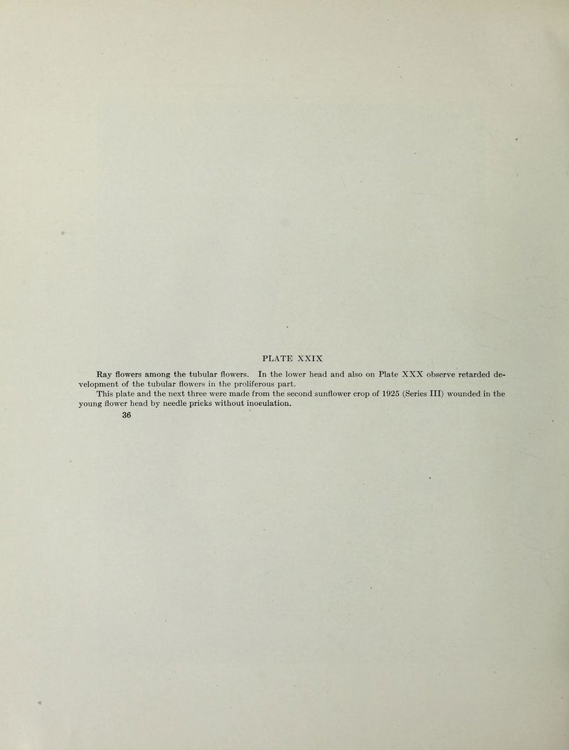 Ray flowers among the tubular flowers. In the lower head and also on Plate XXX observe retarded de- velopment of the tubular flowers in the proliferous part. This plate and the next three were made from the second sunflower crop of 1925 (Series III) wounded in the young flower head by needle pricks without inoculation. 36