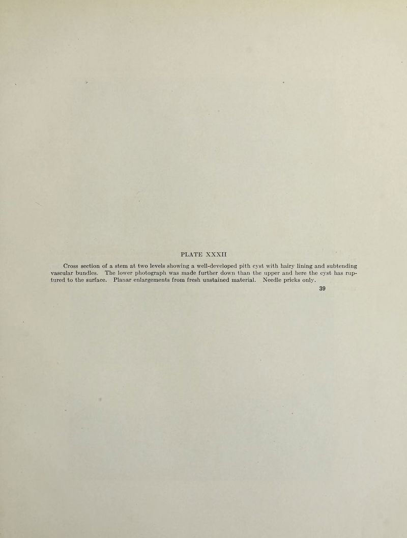 Cross section of a stem at two levels showing a well-developed pith cyst with hairy lining and subtending vascular bundles. The lower photograph was made further down than the upper and here the cyst has rup- tured to the surface. Planar enlargements from fresh unstained material. Needle pricks only. 39