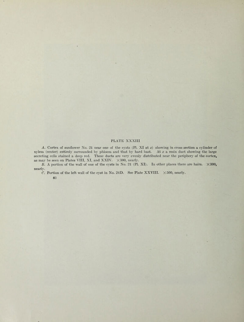 A. Cortex of sunflower No. 21 near one of the cysts (PI. XI at x) showing in cross section a cylinder of xylem (center) entirely surrounded by phloem and that by hard bast. At £ a resin duct showing the large secreting cells stained a deep red. These ducts are very evenly distributed near the periphery of the cortex, as may be seen on Plates VIII, XI, and XXIV. X300, nearly. B. A portion of the wall of one of the cysts in No. 21 (PI. XI). In other places there are hairs. X300, nearly. C. Portion of the left wall of the cyst in No. 24D. See Plate XXVIII. X500, nearly. 40