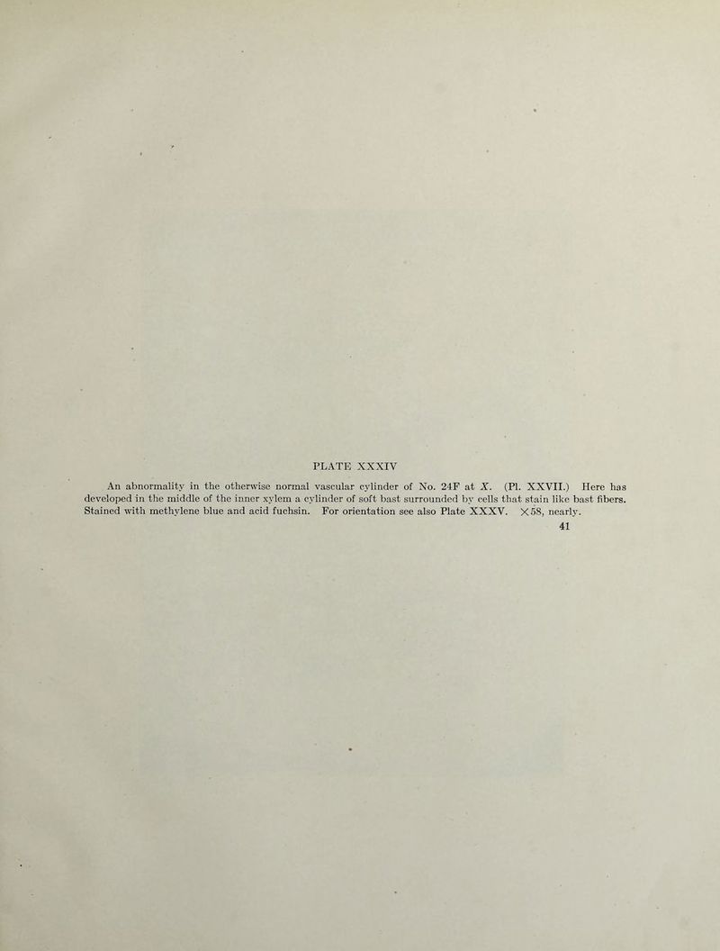 An abnormality in the otherwise normal vascular cylinder of No. 24F at X. (PI. XXVII.) Here has developed in the middle of the inner xylem a cylinder of soft bast surrounded by cells that stain like bast fibers. Stained with methylene blue and acid fuchsin. For orientation see also Plate XXXV. X58, nearly. 41