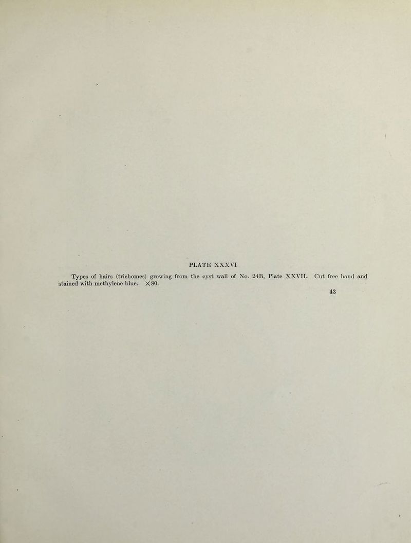 Types of hairs (trichomes) growing from the cyst wall of No. 24B, Plate XXVII. stained with methylene blue. X 80. Cut free hand and 43