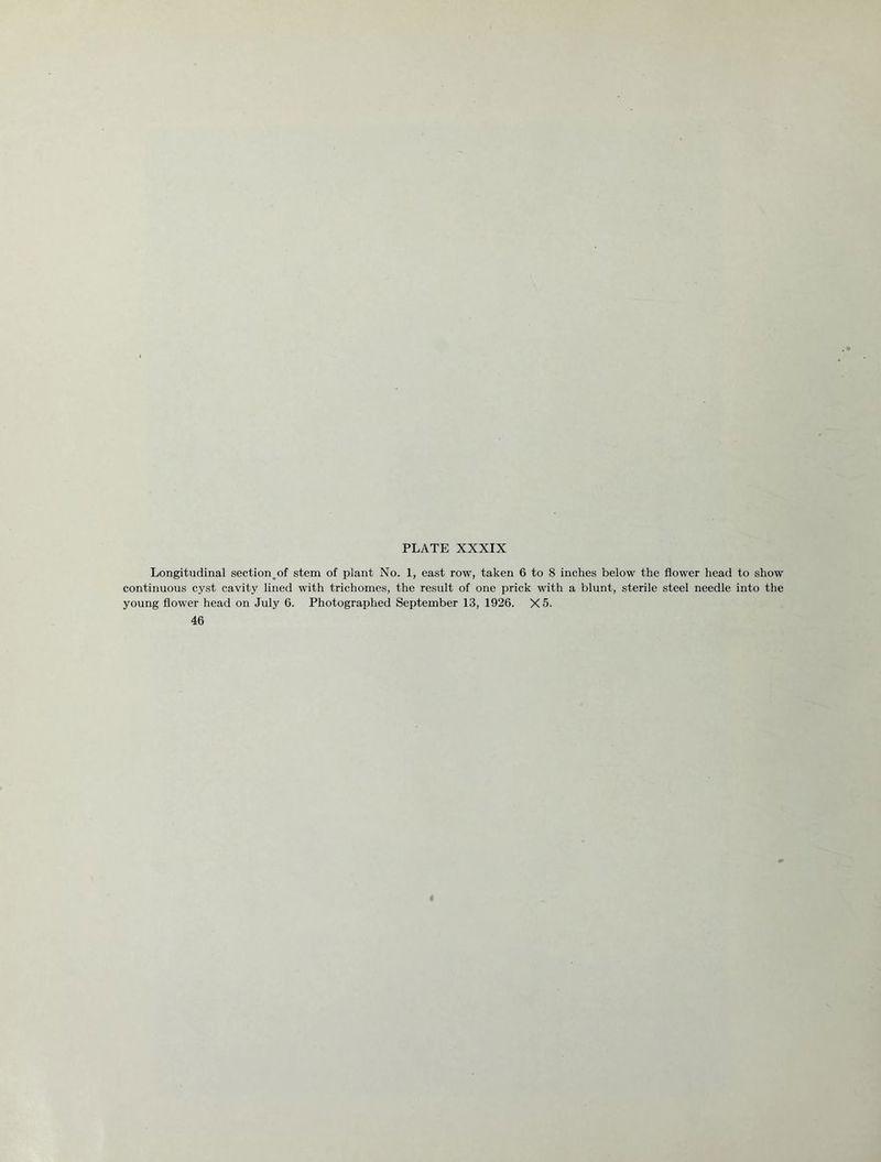 Longitudinal section.of stem of plant No. 1, east row, taken 6 to 8 inches below the flower head to show continuous cyst cavity lined with trichomes, the result of one prick with a blunt, sterile steel needle into the young flower head on July 6. Photographed September 13, 1926. X5.