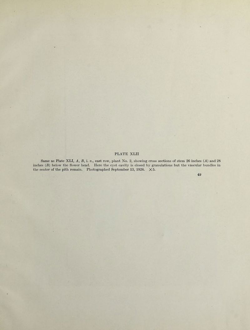 Same as Plate XLI, A, B, i. e., east row, plant No. 2, showing cross sections of stem 26 inches (A) and 28 inches (B) below the flower head. Here the cyst cavity is closed by granulations but the vascular bundles in the center of the pith remain. Photographed September 13, 1926. X5.