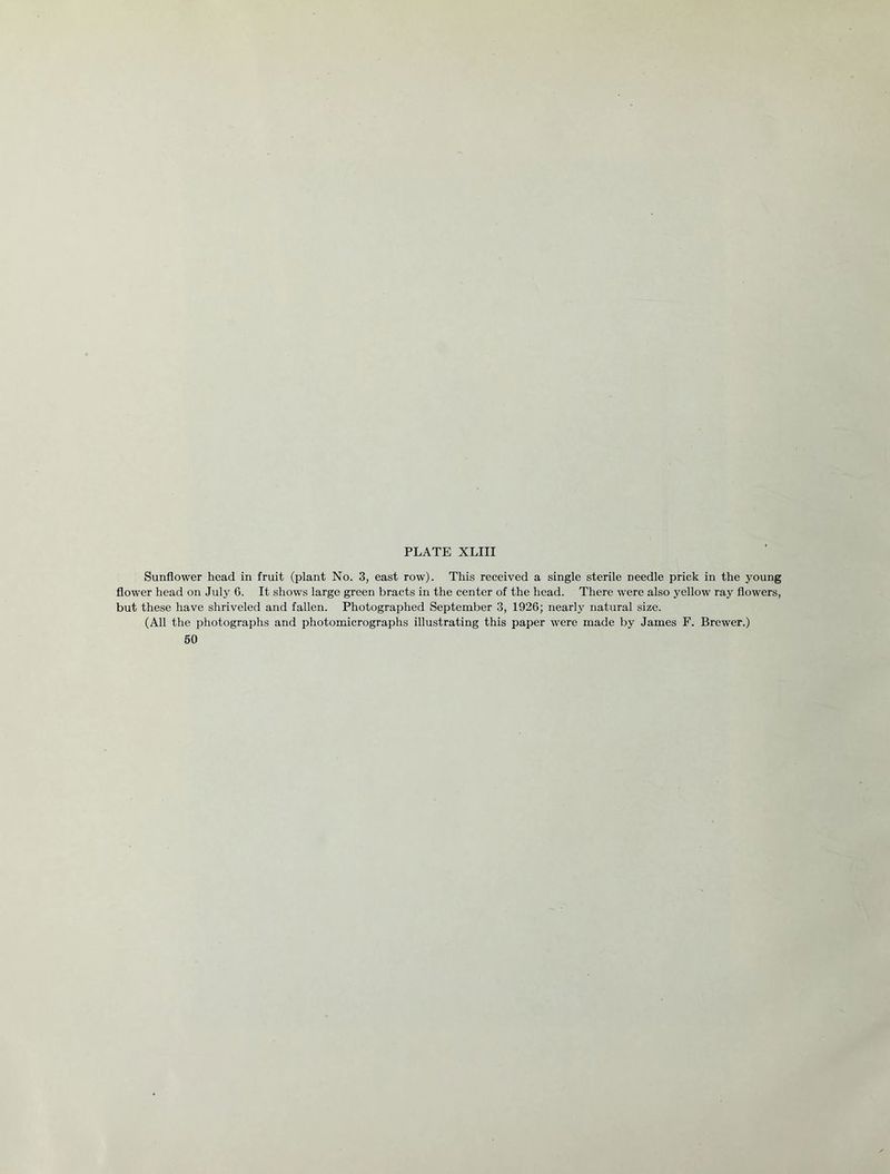 Sunflower head in fruit (plant No. 3, east row). This received a single sterile needle prick in the young flower head on July 6. It shows large green bracts in the center of the head. There were also yellow ray flowers, but these have shriveled and fallen. Photographed September 3, 1926; nearly natural size. (All the photographs and photomicrographs illustrating this paper were made by James F. Brewer.)