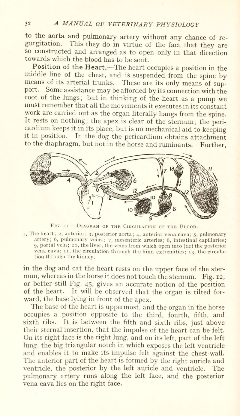 to the aorta and pulmonary artery without any chance of re¬ gurgitation. This they do in virtue of the fact that they are so constructed and arranged as to open only in that direction towards wiiich the blood has to be sent. Position of the Heart.—The heart occupies a position in the middle line of the chest, and is suspended from the spine by means of its arterial trunks. These are its only means of sup¬ port. Some assistance may be afforded by its connection with the root of the lungs; but in thinking of the heart as a pump we must remember that all the movements it executes in its constant work are carried out as the organ literally hangs from the spine. It rests on nothing; the apex is clear of the sternum; the peri¬ cardium keeps it in its place, but is no mechanical aid to keeping it in position. In the dog the pericardium obtains attachment to the diaphragm, but not in the horse and ruminants. Further, Fig. ii.—Diagram of the Circulation of the Blood. i, The heart; 2, anterior; 3, posterior aorta; 4, anterior vena cava; 5, pulmonary artery; 6, pulmonary veins; 7, mesenteric arteries; 8, intestinal capillaries; 9, portal vein; 10, the liver, the veins from which open into (12) the posterior vena cava; 11, the circulation through the hind extremities; 13, the circula¬ tion through the kidney. in the dog and cat the heart rests on the upper face of the ster¬ num, whereas in the horse it does not touch the sternum. Fig. 12, or better still big. 45, gives an accurate notion of the position of the heart. It will be observed that the organ is tilted for¬ ward, the base lying in front of the apex. The base of the heart is uppermost, and the organ in the horse occupies a position opposite to the third, fourth, fifth, and sixth ribs. It is between the fifth and sixth ribs, just above their sternal insertion, that the impulse of the heart can be felt. On its right face is the right lung, and on its left, part of the left lung, the big triangular notch in which exposes the left ventricle and enables it to make its impulse felt against the chest-wall. The anterior part of the heart is formed by the right auricle and ventricle, the posterior by the left auricle and ventricle. The pulmonary artery runs along the left face, and the posterior vena cava lies on the right face.