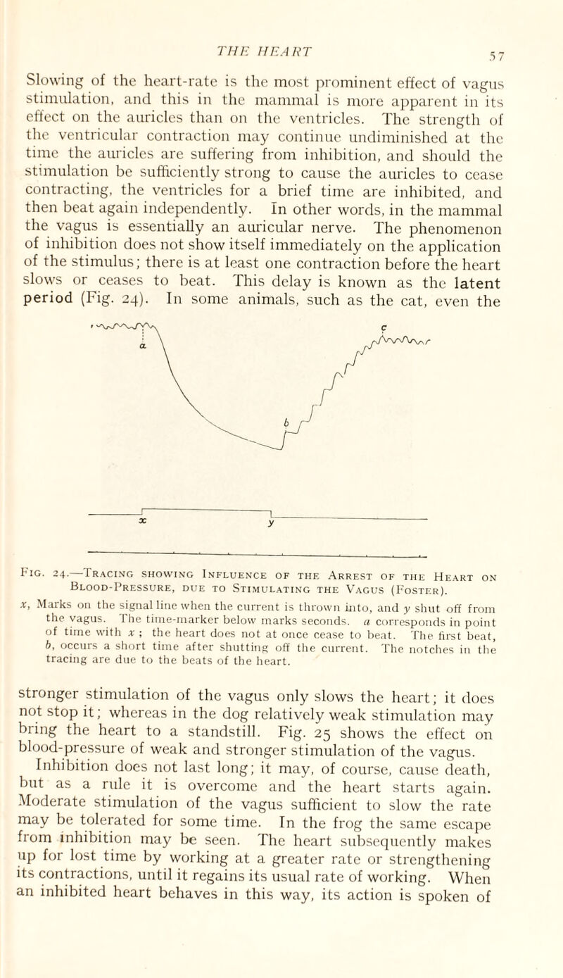 .5 7 Slowing of the heart-rate is the most prominent effect of vagus stimulation, and this in the mammal is more apparent in its effect on the auricles than on the ventricles. The strength of the ventricular contraction may continue undiminished at the time the auricles are suffering from inhibition, and should the stimulation be sufficiently strong to cause the auricles to cease contracting, the ventricles for a brief time are inhibited, and then beat again independently. In other words, in the mammal the vagus is essentially an auricular nerve. The phenomenon of inhibition does not show itself immediately on the application of the stimulus; there is at least one contraction before the heart slows or ceases to beat. This delay is known as the latent period (Fig. 24). In some animals, such as the cat, even the Fig. 24.—Tracing showing Influence of the Arrest of the Heart on Blood-Pressure, due to Stimulating the Vagus (Foster). x, Marks on the signal line when the current is thrown into, and y shut off from the vagus. The time-marker below marks seconds, a corresponds in point of time with * ; the heart does not at once cease to beat. The first beat, b, occurs a short time after shutting off the current. The notches in the tracing are due to the beats of the heart. stronger stimulation of the vagus only slows the heart; it does not stop it; whereas in the dog relatively weak stimulation may bring the heart to a standstill. Fig. 25 shows the effect on blood-pressure of weak and stronger stimulation of the vagus. Inhibition does not last long; it may, of course, cause death, but as a rule it is overcome and the heart starts again. Moderate stimulation of the vagus sufficient to slow the rate may be tolerated for some time. In the frog the same escape from inhibition may be seen. The heart subsequently makes up for lost time by working at a greater rate or strengthening its contractions, until it regains its usual rate of working. When an inhibited heart behaves in this way, its action is spoken of