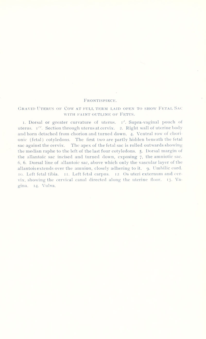 Frontispiece. Gravid Uterus of Cow at fui,i, term i.aid open to show Fetal Sac WITH FAINT OUT I. INI'! OF FETUS. i. Dorsal or greater curvature of uterus, i'. Supra-vaginal pouch of uterus. \. Section through uterus at cervix. 2. Right wall of uterine body and horn detached from chorion and turned down. 4. Ventral row of chori¬ onic (fetal) cotyledons. The first two are partly hidden beneath the fetal sac against the cervix. The apex of the fetal sac is rolled outwards showing the median raphe to the left of the last four cotyledons. 5. Dorsal margin of the allantoic sac incised and turned down, exposing 7, the amniotic sac. 6, 6. Dorsal line of allantoic sac, above which only the vasctdar layer of the allantois extends over the amnion, closely adhering to it. 9. Umbilic cord. 10. Left fetal tibia. 11. Left fetal carpus. 12 Os uteri externum and cer¬ vix, showing the cervical canal directed along the uterine floor. 13. Va¬ gina. 14. Vulva.