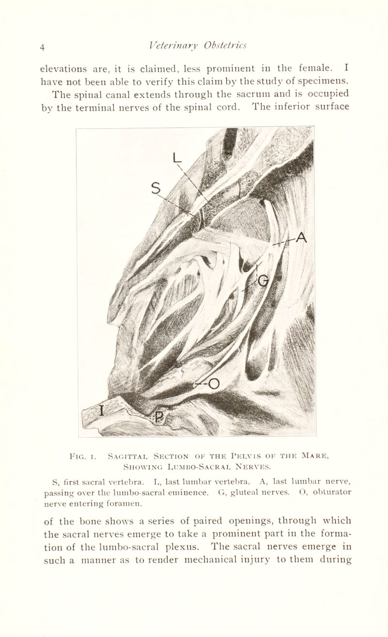 elevations are, it is claimed, less prominent in the female. I have not been able to verify this claim by the study of specimens. The spinal canal extends through the sacrum and is occupied by the terminal nerves of the spinal cord. The inferior surface Fig. i. Sagittal Section of the Pelvis of the Mare, Showing Lumho-Sacral Nerves. S, first sacral vertebra. L, last lumbar vertebra. A, last lumbar nerve, passing over the lumbo-sacral eminence. G, gluteal nerves. O, obturator nerve entering foramen. of the bone shows a series of paired openings, through which the sacral nerves emerge to take a prominent part in the forma¬ tion of the lumbo-sacral plexus. The sacral nerves emerge in such a manner as to render mechanical injury to them during