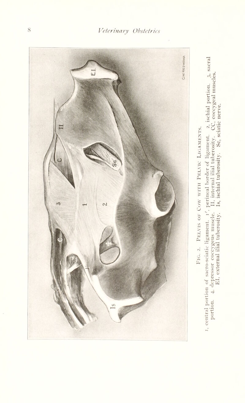 central portion of sacro-sciatie ligament, l', perineal border of ligament. 2, ischial portion. sacral portion. 4, depressor coccygeus muscle. II, internal ilial tuberosity. CC, coccygeal muscles. El, external ilial tuberosity. Is, ischial tuberosity. Sc, sciatic nerve.