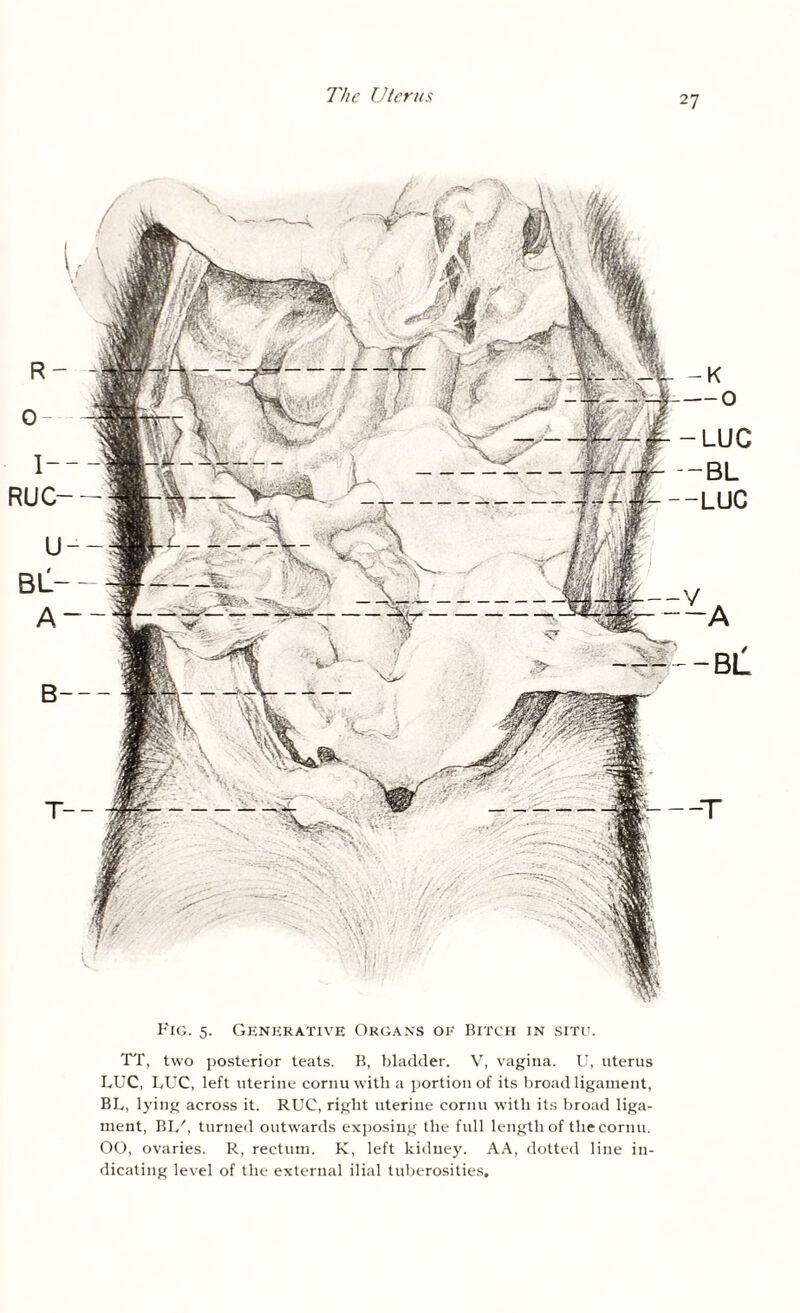 Fig. 5. Generative Organs of Bitch in situ. TT, two posterior teats. B, bladder. V, vagina. U, uterus LUC, LUC, left uterine cornu with a portion of its broad ligament, BL, lying across it. RUC, right uterine cornu with its broad liga¬ ment, BL', turned outwards exposing the full length of thecornu. OO, ovaries. R, rectum. K, left kidney. AA, dotted line in¬ dicating level of the external ilial tuberosities.