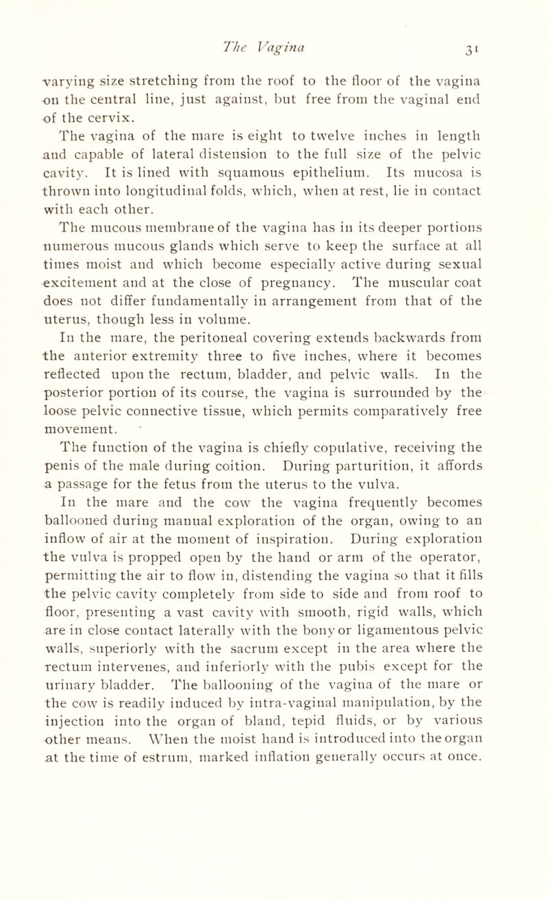 The Vagina 3‘ varying size stretching from the roof to the floor of the vagina on the central line, just against, but free from the vaginal end of the cervix. The vagina of the mare is eight to twelve inches in length and capable of lateral distension to the full size of the pelvic cavity. It is lined with squamous epithelium. Its mucosa is thrown into longitudinal folds, which, when at rest, lie in contact with each other. The mucous membrane of the vagina has in its deeper portions numerous mucous glands which serve to keep the surface at all times moist and which become especially active during sexual excitement and at the close of pregnancy. The muscular coat does not differ fundamentally in arrangement from that of the uterus, though less in volume. In the mare, the peritoneal covering extends backwards from the anterior extremity three to five inches, where it becomes reflected upon the rectum, bladder, and pelvic walls. In the posterior portion of its course, the vagina is surrounded by the loose pelvic connective tissue, which permits comparatively free movement. The function of the vagina is chiefly copulative, receiving the penis of the male during coition. During parturition, it affords a passage for the fetus from the uterus to the vulva. In the mare and the cow the vagina frequently becomes ballooned during manual exploration of the organ, owing to an inflow of air at the moment of inspiration. During exploration the vulva is propped open by the hand or arm of the operator, permitting the air to flow in, distending the vagina so that it fills the pelvic cavity completely from side to side and from roof to floor, presenting a vast cavity with smooth, rigid walls, which are in close contact laterally with the bony or ligamentous pelvic walls, superiorly with the sacrum except in the area where the rectum intervenes, and interiorly with the pubis except for the urinary bladder. The ballooning of the vagina of the mare or the cow is readily induced by intra-vaginal manipulation, by the injection into the organ of bland, tepid fluids, or by various other means. When the moist hand is introduced into theorgan at the time of estrum, marked inflation generally occurs at once.