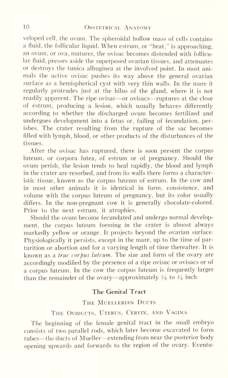veloped cell, the ovum. The spheroidal hollow mass of cells contains a fluid, the follicular liquid. When estrum, or “heat,” is approaching, an ovum, or ova, matures, the ovisac becomes distended with follicu¬ lar fluid, presses aside the superposed ovarian tissues, and attenuates or destroys the tunica albuginea at the involved point. In most ani¬ mals the active ovisac pushes its way above the general ovarian surface as a hemispherical cyst with very thin walls. In the mare it regularly protrudes just at the hilus of the gland, where it is not readily apparent. The ripe ovisac—or ovisacs—ruptures at the close of estrum, producing a lesion, which usually behaves differently according to whether the discharged ovum becomes fertilized and undergoes development into a fetus or, failing of fecundation, per¬ ishes. The crater resulting from the rupture of the sac becomes filled with lymph, blood, or other products of the disturbances of the tissues. After the ovisac has ruptured, there is soon present the corpus luteum, or corpora lutea, of estrum or of pregnancy. Should the ovum perish, the lesion tends to heal rapidly, the blood and lymph in the crater are resorbed, and from its walls there forms a character¬ istic tissue, known as the corpus luteum of estrum. In the cow and in most other animals it is identical in form, consistence, and volume with the corpus luteum of pregnancy, but its color usually differs. In the non-pregnant cow it is generally chocolate-colored. Prior to the next estrum, it atrophies. Should the ovum become fecundated and undergo normal develop¬ ment, the corpus luteum forming in the crater is almost always markedly yellow or orange. It projects beyond the ovarian surface. Physiologically it persists, except in the mare, up to the time of par¬ turition or abortion and for a varying length of time thereafter. It is known as a true corpus luteum. The size and form of the ovary are accordingly modified by the presence of a ripe ovisac or ovisacs or of a corpus luteum. In the cow the corpus luteum is frequently larger than the remainder of the ovary—approximately ^ to Y\ inch. The Genital Tract The Muellerian Ducts The Oviducts, Uterus, Cervix, and Vagina The beginning of the female genital tract in the small embryo consists of two parallel rods, which later become excavated to form tubes—the ducts of Mueller—extending from near the posterior body opening upwards and forwards to the region of the ovary. Eventu-