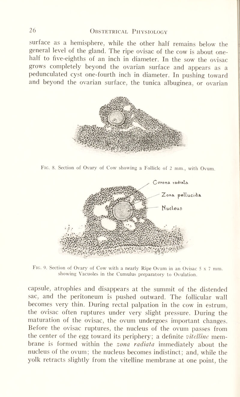 surface as a hemisphere, while the other half remains below the general level of the gland. The ripe ovisac of the cow is about one- half to five-eighths of an inch in diameter. In the sow the ovisac grows completely beyond the ovarian surface and appears as a pedunculated cyst one-fourth inch in diameter. In pushing toward and beyond the ovarian surface, the tunica albuginea, or ovarian Fic. 8. Section of Ovary of Cow showing a Follicle of 2 mm., with Ovum. Fig. 9. Section of Ovary of Cow with a nearly Ripe Ovum in an Ovisac S x 7 mm. showing Vacuoles in the Cumulus preparatory to Ovulation. capsule, atrophies and disappears at the summit of the distended sac, and the peritoneum is pushed outward. The follicular wall becomes very thin. During rectal palpation in the cow in estrum, the ovisac often ruptures under very slight pressure. During the maturation of the ovisac, the ovum undergoes important changes. Before the ovisac ruptures, the nucleus of the ovum passes from the center of the egg toward its periphery; a definite vitelline mem¬ brane is formed within the zona radiata immediately about the nucleus of the ovum; the nucleus becomes indistinct; and, while the yolk retracts slightly from the vitelline membrane at one point, the