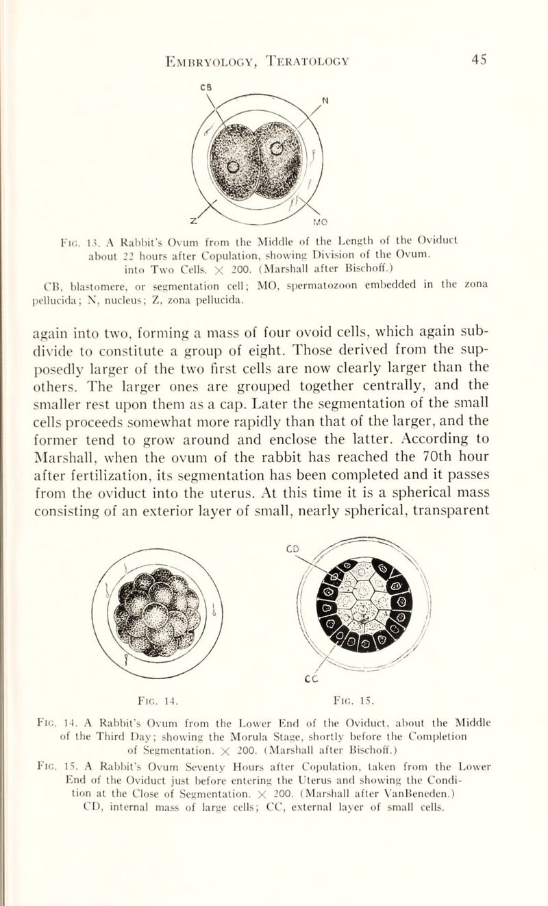 Embryology, Ter a t o l og y CB Fig. 13. A Rabbit's Ovum from the Middle of the Length of the Oviduct about 22 hours after Copulation, showing Division of the Ovum, into Two Cells. X 200. (Marshall after Bischoff.) CB, blastomere, or segmentation cell; MO, spermatozoon embedded in the zona pellucida; N, nucleus; Z, zona pellucida. again into two, forming a mass of four ovoid cells, which again sub¬ divide to constitute a group of eight. Those derived from the sup¬ posedly larger of the two first cells are now clearly larger than the others. The larger ones are grouped together centrally, and the smaller rest upon them as a cap. Later the segmentation of the small cells proceeds somewhat more rapidly than that of the larger, and the former tend to grow around and enclose the latter. According to Marshall, when the ovum of the rabbit has reached the 70th hour after fertilization, its segmentation has been completed and it passes from the oviduct into the uterus. At this time it is a spherical mass consisting of an exterior layer of small, nearly spherical, transparent Fig. 14. Fig. 15. Fig. 14. A Rabbit's Ovum from the Lower End of the Oviduct, about the Middle of the Third Day; showing the Morula Stage, shortly before the Completion of Segmentation. X 200. (Marshall after Bischoff.) Fig. IS. A Rabbit’s Ovum Seventy Flours after Copulation, taken from the Lower End of the Oviduct just before entering the Uterus and showing the Condi¬ tion at the Close of Segmentation. X 200. (Marshall after VanBeneden.) CD, internal mass of large cells; CC, external layer of small cells.