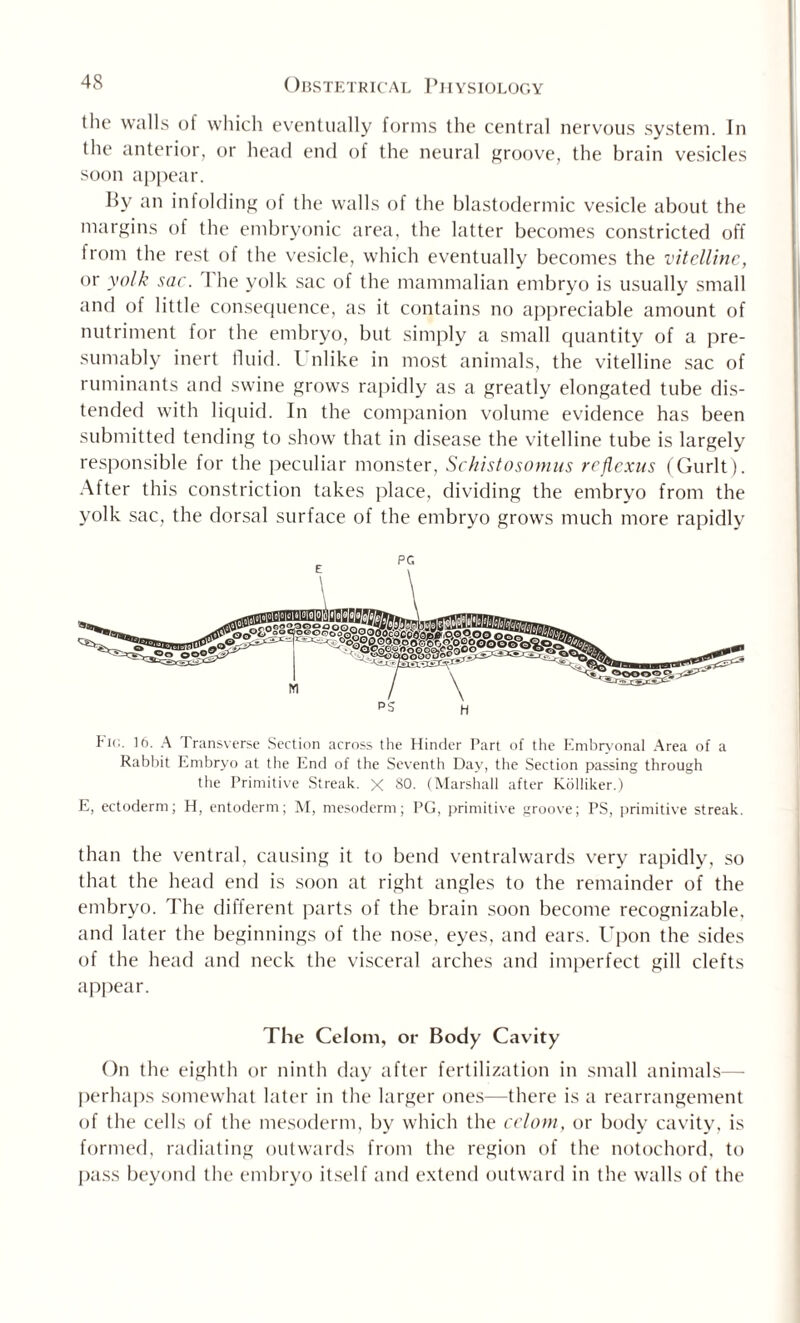 the walls of which eventually forms the central nervous system. In the anterior, or head end of the neural groove, the brain vesicles soon appear. By an infolding of the walls of the blastodermic vesicle about the margins of the embryonic area, the latter becomes constricted off from the rest of the vesicle, which eventually becomes the vitelline, or yolk sac. I he yolk sac of the mammalian embryo is usually small and of little consequence, as it contains no appreciable amount of nutriment for the embryo, but simply a small quantity of a pre¬ sumably inert fluid. I nlike in most animals, the vitelline sac of ruminants and swine grows rapidly as a greatly elongated tube dis¬ tended with liquid. In the companion volume evidence has been submitted tending to show that in disease the vitelline tube is largely responsible for the peculiar monster, Schistosomus reflexus (Gurlt). After this constriction takes place, dividing the embryo from the yolk sac, the dorsal surface of the embryo grows much more rapidly tic,. 16. A Transverse Section across the Hinder Part of the Embryonal Area of a Rabbit Embryo at the End of the Seventh Day, the Section passing through the Primitive Streak. X 80. (Marshall after Kolliker.) E, ectoderm; H, entoderm; M, mesoderm; PG, primitive groove; PS, primitive streak. than the ventral, causing it to bend ventralwards very rapidly, so that the head end is soon at right angles to the remainder of the embryo. The different parts of the brain soon become recognizable, and later the beginnings of the nose, eyes, and ears. Upon the sides of the head and neck the visceral arches and imperfect gill clefts appear. The Celom, or Body Cavity On the eighth or ninth day after fertilization in small animals— perhaps somewhat later in the larger ones—there is a rearrangement of the cells of the mesoderm, by which the celom, or body cavity, is formed, radiating outwards from the region of the notochord, to pass beyond the embryo itself and extend outward in the walls of the