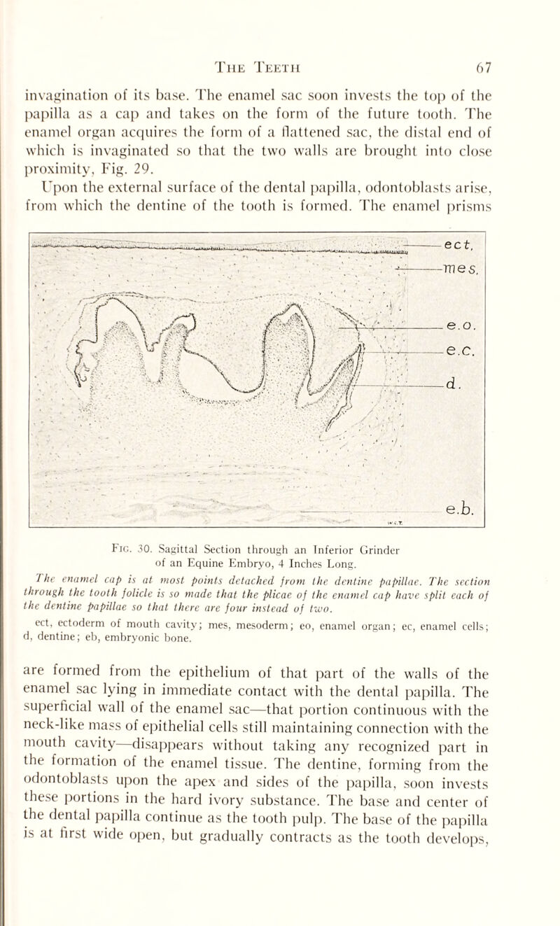 invagination of its base. The enamel sac soon invests the top of the papilla as a cap and takes on the form of the future tooth. The enamel organ acquires the form of a flattened sac, the distal end of which is invaginated so that the two walls are brought into close proximity, Fig. 29. Upon the external surface of the dental papilla, odontoblasts arise, from which the dentine of the tooth is formed. The enamel prisms Fig. 30. Sagittal Section through an inferior Grinder of an Equine Embryo, 4 Inches Long. The enamel cap is at most points detached from the dentine papillae. The section through the tooth jolicle is so made that the plicae of the enamel cap have split each of the dentine papillae so that there are four instead of two. ect, ectoderm of mouth cavity; mes, mesoderm; eo, enamel organ; ec, enamel cells; d, dentine; eb, embryonic bone. are formed from the epithelium of that part of the walls of the enamel sac lying in immediate contact with the dental papilla. The superficial wall of the enamel sac—that portion continuous with the neck-like mass of epithelial cells still maintaining connection with the mouth cavity—disappears without taking any recognized part in the formation of the enamel tissue. The dentine, forming from the odontoblasts upon the apex and sides of the papilla, soon invests these portions in the hard ivory substance. The base and center of the dental papilla continue as the tooth pulp. The base of the papilla is at first wide open, but gradually contracts as the tooth develops,