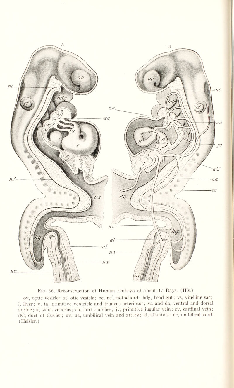 ov, optic vesicle; ot, otic vesicle; nc, nc', notochord; hdg, head gut; vs, vitelline sac; 1, liver; v, ta, primitive ventricle and truncus arteriosus; va and da, ventral and dorsal aortae; a, sinus venosus; aa, aortic arches; jv, primitive jugular vein; cv, cardinal vein; dC, duct of Cuvier; uv, ua, umbilical vein and artery; al, allantois; uc, umbilical cord. (Heisler.)