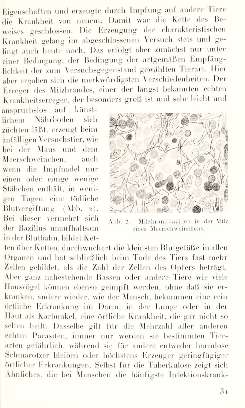 Eigenschaften und erzeugte durch Impfung auf andere liorc die Krankheit von neuem. Damil war die Kelle des Be¬ weises beschlossen. Die Erzeugung der charakteristischen Krankheit gelang im abgeschlossenen \ ersuch slels und ge- linjrl auch heule noch. Das erfolgt aber zunächst nur unter einer Bedingung, der Bedingung der artgemäßen Empläng- lichkeil der zum Yersuchsgegensland gewählten Derart, liier aber ergaben sich die merkwürdigsten \ erschiedenheiten. Der Erreger des Milzbrandes, einer der längst bekannten echten Krankheitserreger, der besonders groß ist und sehr leicht und anspruchslos au! künst¬ lichem Nährboden sich züchten läßt, erzeugt beim anfälligen \ ersuchstier, wie bei der Maus und dem NI eersch w einch cn, aucl i wenn die Impfnadel nur einen oder einige wenige Stäbchen enthält, in weni¬ gen Tagen eine tödliche Blutvergiftung ( \bb. 2). Bei dieser vermehrt sich der Bazillus unaufhaltsam in der Blutbahn, bildet Kel¬ len über Ivellen, durchwucherl die kleinsten Blutgefäße in allen Organen und hat schließlich beim Tode des Tiers fast mehr Zellen gebildet, als die Zahl der Zellen des Opfers beträgt,. Aber ganz naheslebende Bassen oder andere Piere wie viele Hausvögel können ebenso geimpft werden, ohne daß sie er¬ kranken, andere wieder, wie der Mensch, bekommen eine rein örtliche Erkrankung 1111 Darm, in der Lunge oder in der Hanl als Karbunkel, eine örtliche Krankheil, die gar nicht so seilen heilt. Dasselbe gilt für die Mehrzahl aller anderen echten Parasiten, immer nur werden sie bestimmten Tier¬ arten gefährlich, während sie für andere entweder harmlose Schmarotzer bleiben oder höchstens Erzeuger geringfügiger örtlicher Erkrankungen. Selbst für die Tuberkulose zeigt sieb Ähnliches, die bei Menschen die häufigste Infektionskrank-